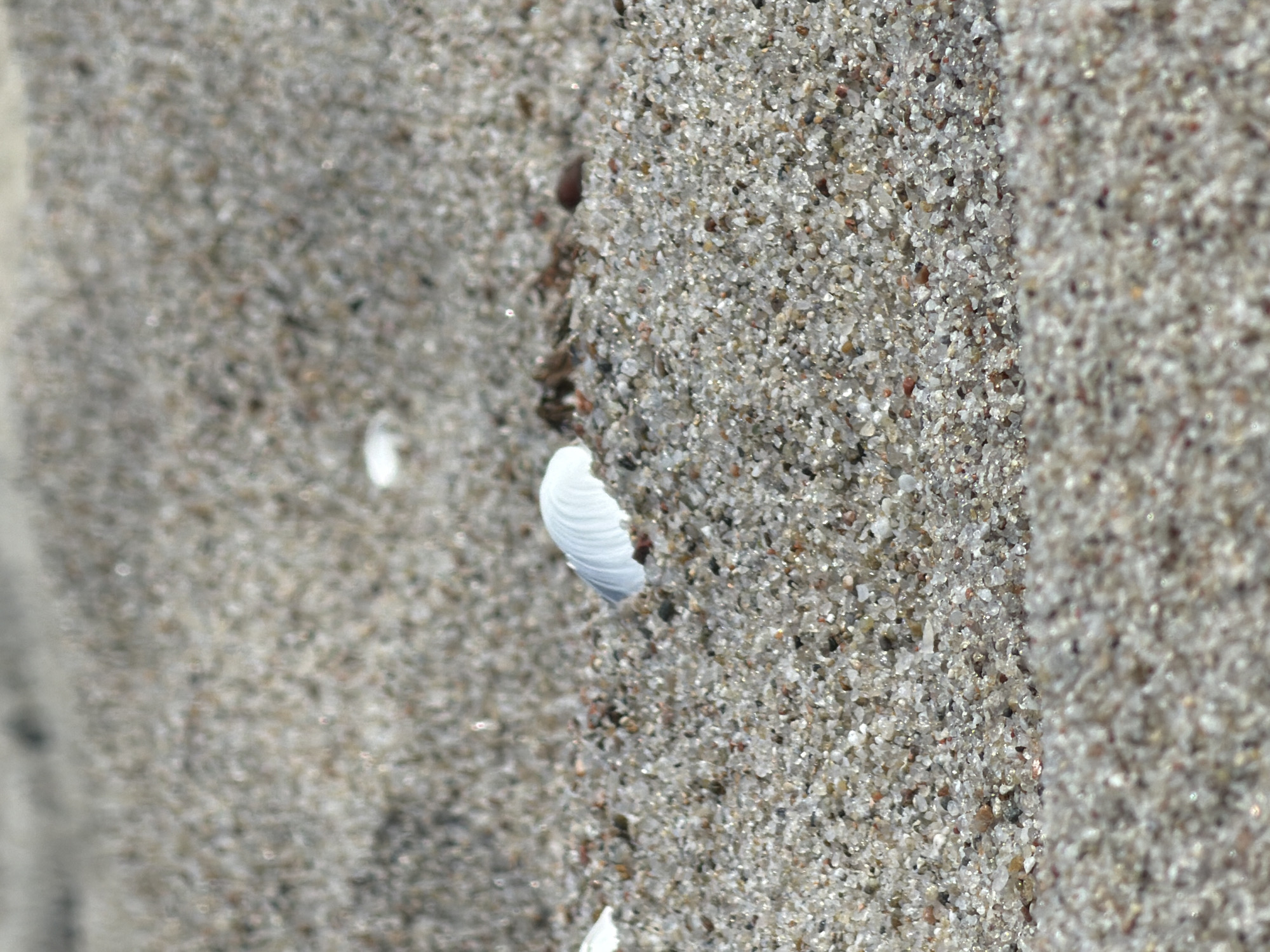 The image shows a close-up view of sand and a white seashell on a beach. The sand appears to be composed of fine grains with some larger particles and flecks of mica that create a subtle sparkle. The seashell is partially buried in the sand and has a ribbed texture. The background is a blurred expanse of sand, suggesting an outdoor environment. There are no people or animals visible in the frame. The lighting suggests it is daytime, with soft shadows indicating diffused sunlight. The overall scene is peaceful and natural, focusing on the textures and details of the beach. There is no information in the image to suggest a location in Baltiysk, Russia; it depicts a generic beach environment.