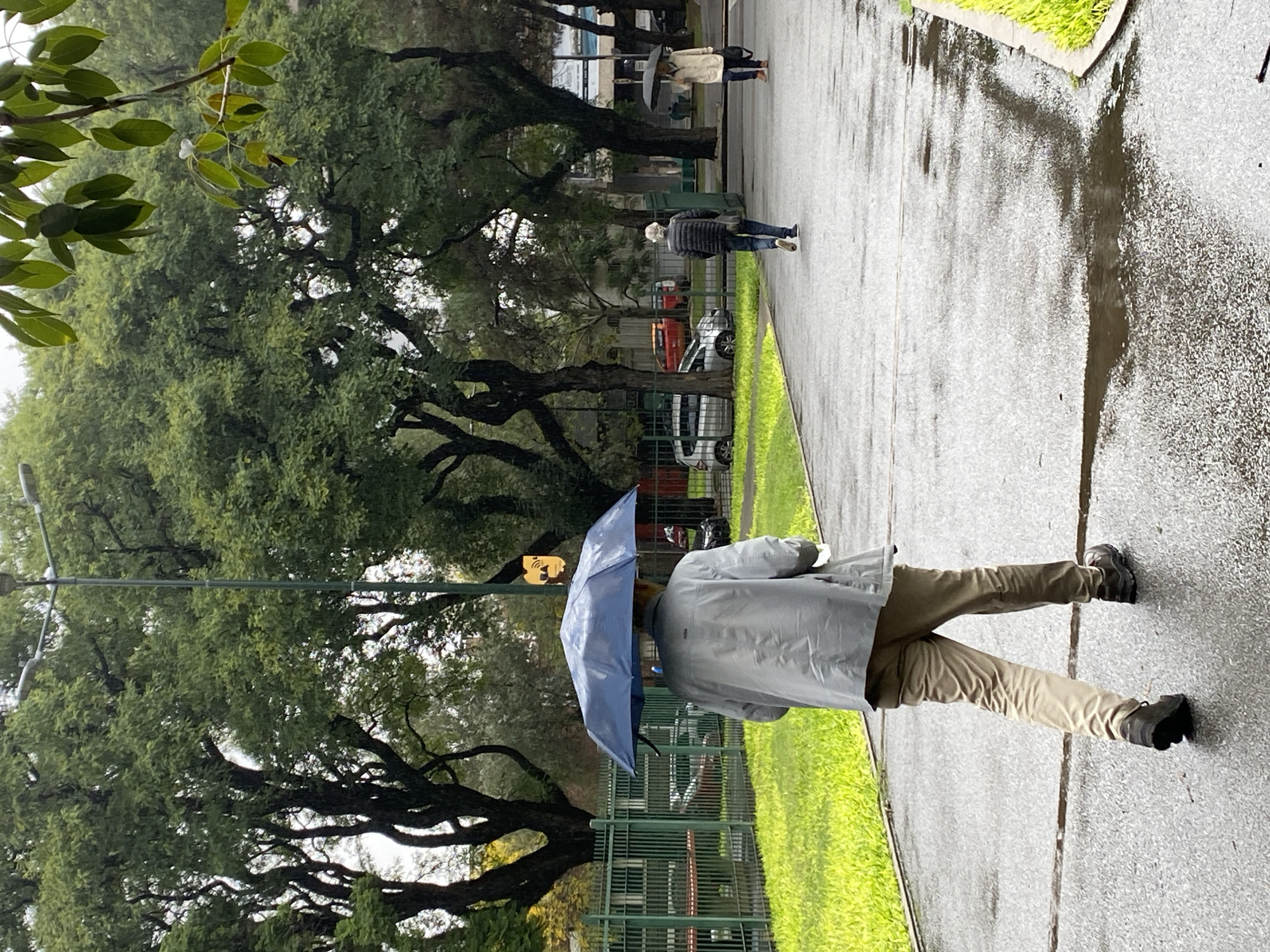 The image depicts an overcast day in a park or tree-lined urban street in Buenos Aires, Argentina. The ground is visibly wet, with dark patches and small puddles on the paved surfaces, indicating recent or ongoing rain.
In the foreground, a person walks away from the viewer, clad in a light grey rain jacket and khaki-colored pants, wearing dark shoes. They are holding a blue umbrella open over their head to shield themselves from the weather.
To the left of the walking path, a dense row of mature trees with lush green foliage forms a natural boundary, with a portion of a lamppost visible among them. To the right of the path is a bright green grassy strip, followed by a wider paved road or street.
Further down the path, two other individuals can be seen walking. One wears a dark jacket and jeans, and another in the far distance also carries an umbrella. In the background, beyond a black metal fence, several cars (including red and white/silver vehicles) are visible on the street. A small yellow box, possibly a pedestrian signal, is mounted on a pole near the main subject. The sky is a uniform grey, creating soft, diffused lighting typical of a rainy day.