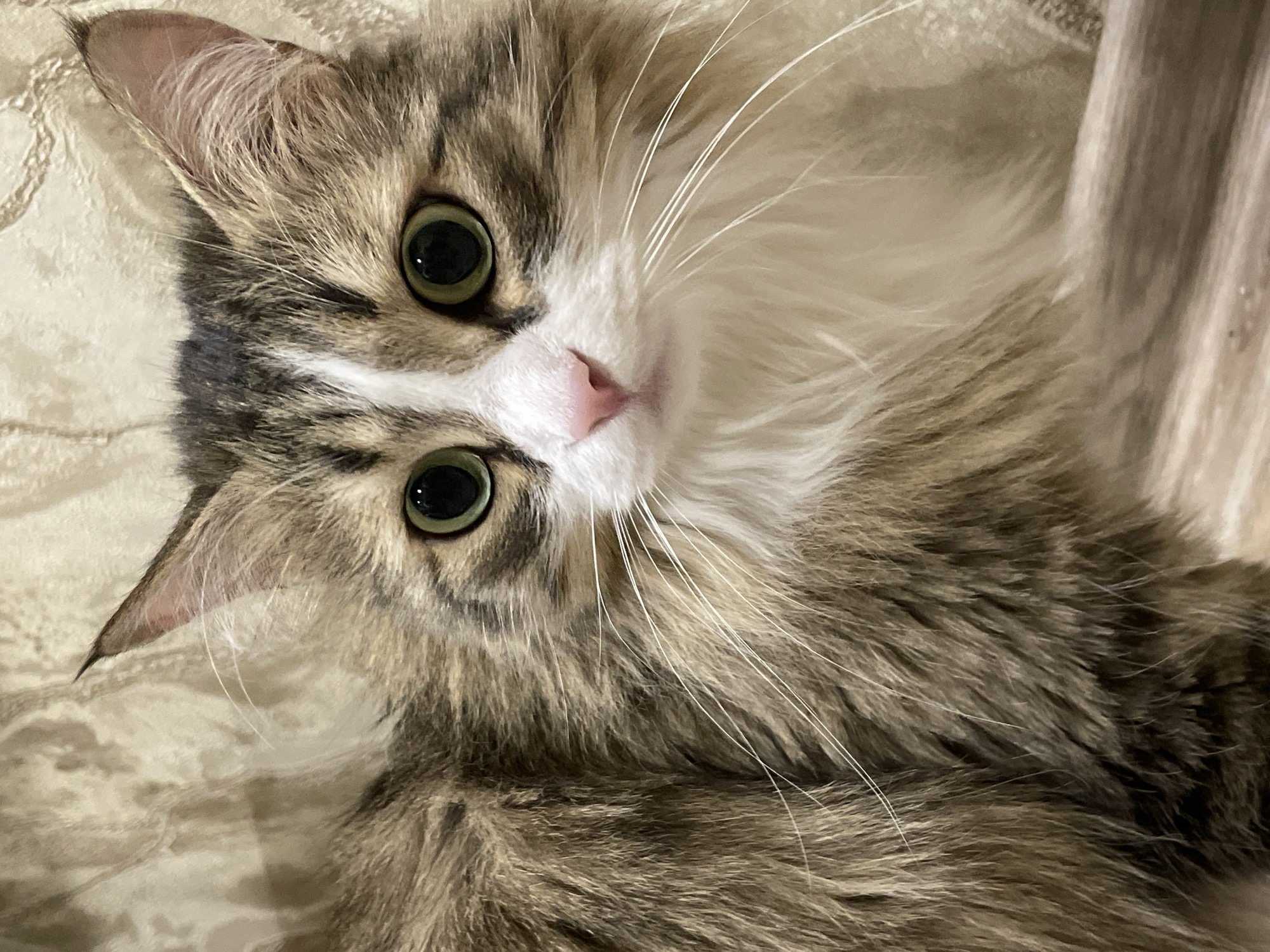 A domestic long-haired cat with tabby and white fur is depicted in an indoor setting. The cat's head is centered, facing directly towards the viewer, with its large, round, green eyes fixed on the camera. Its fur displays stripes of brown, grey, and cream, contrasted with a prominent white muzzle, chest, and a white blaze between its eyes. The nose is pink, and numerous long white whiskers extend from its muzzle. The ears are pointed with visible fur tufts. The background consists of a textured, light-colored surface, likely wallpaper or draped fabric in beige or cream tones, featuring a subtle patterned design. A darker, flat surface, possibly wood, is visible in the lower right of the frame. The lighting is soft and diffused. The scene is situated in Izhevsk, Russia.