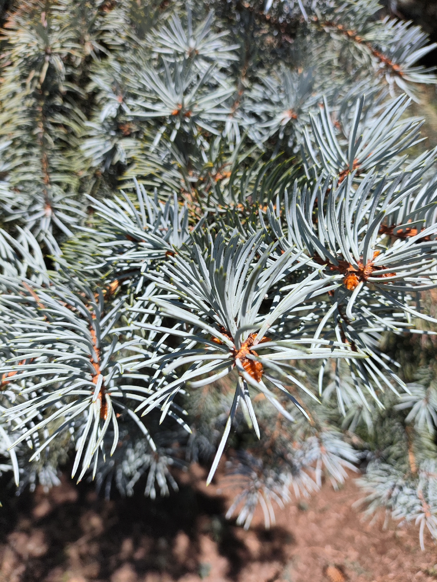 A close-up, eye-level outdoor shot captures the intricate details of a blue spruce tree's branches. The needles, a powdery blue-green, are sharply defined and fan out from reddish-brown stems. Sunlight highlights the texture of the needles and casts subtle shadows. The background is a blur of dark green foliage and the brown earth, suggesting a natural or park-like setting. The image is devoid of human presence or activity. This scene could be located in Kharkiv, Ukraine, within a public park, botanical garden, or private garden where blue spruce trees are commonly planted.