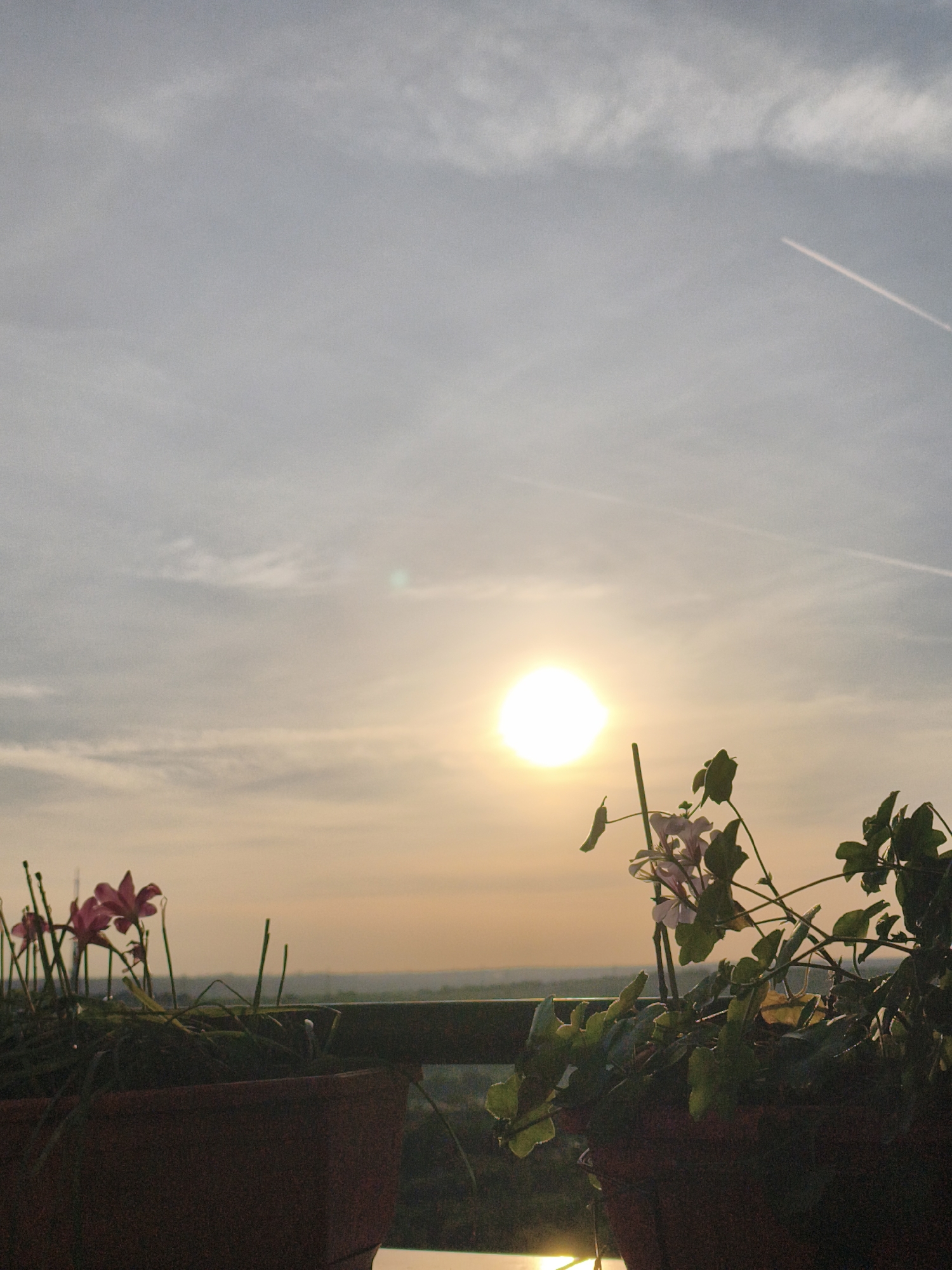 The image shows a sunset scene with two flower pots in the foreground. The pot on the left contains pink flowers with green stems, while the pot on the right contains a plant with green leaves and a few light pink flowers. Behind the flower pots is a metal railing, and beyond that is a view of the horizon with trees in the distance. The sun is setting in the center of the image, creating a warm orange glow in the sky. The sky is also slightly cloudy and light blue and there is a condensation trail from a plane. The location is unknown.
