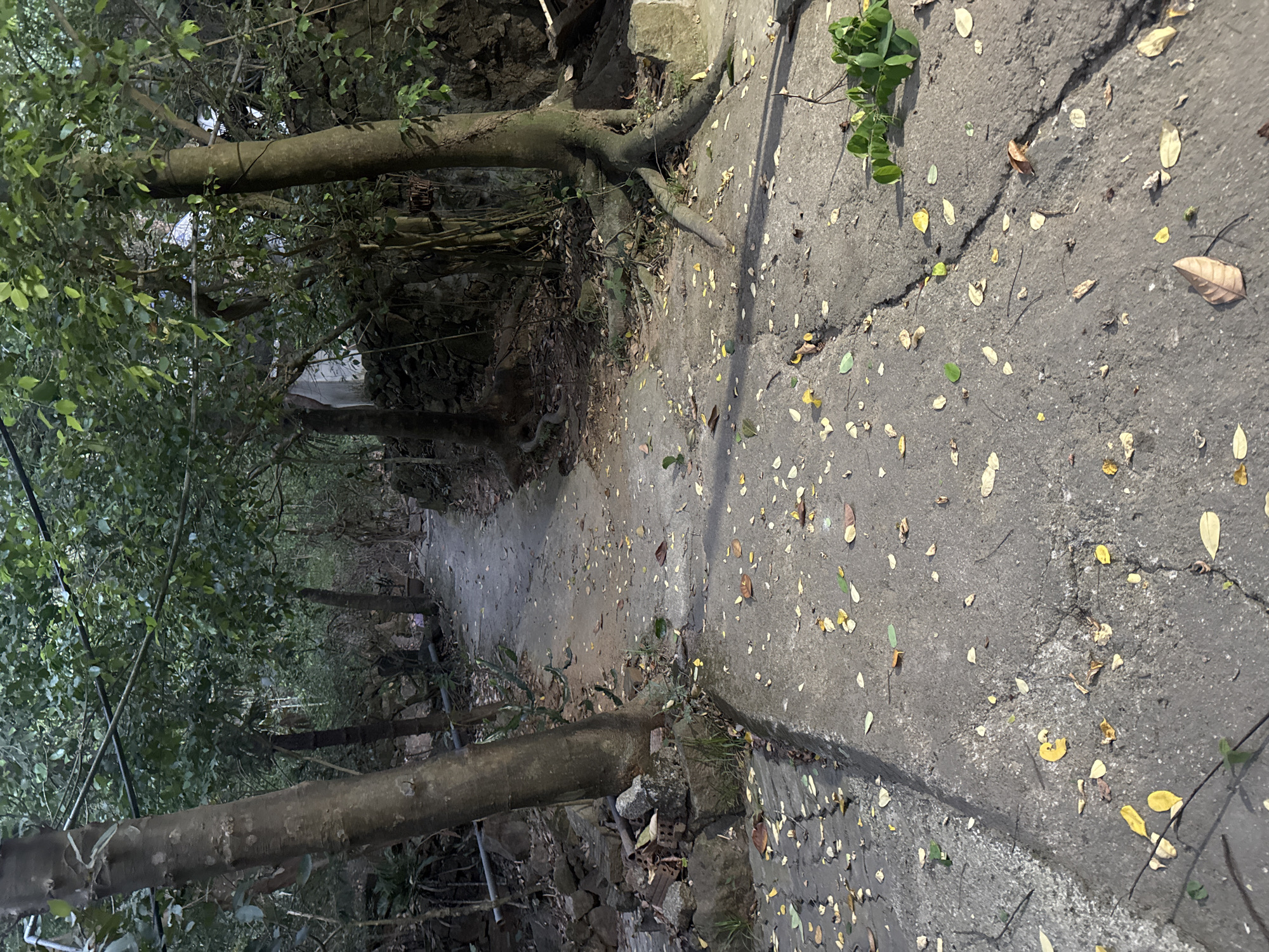 A narrow, cracked concrete pathway leads into a densely wooded area. Scattered leaves litter the ground. Tree trunks and branches overhang the path, partially obscuring the view. The environment appears to be a wooded, somewhat neglected area. There are no people visible. It is not possible to determine the exact location in Đà Nẵng, Vietnam, from the image alone.