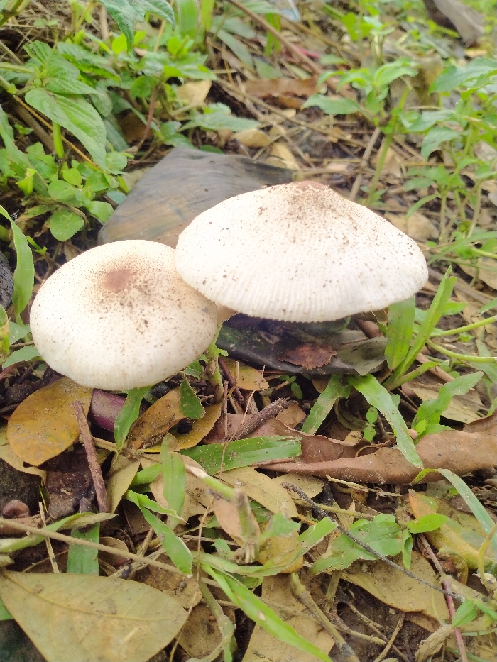 A close-up, low-angle shot captures two light-colored mushrooms growing amidst natural ground cover in what appears to be an outdoor setting in Karanganyar, Indonesia.
The two mushrooms, likely fungi of the *Agaricaceae* family, are the primary subjects, positioned in the lower-center of the frame. The mushroom on the right is larger, featuring an off-white, somewhat conical cap with visible radial striations along its edge, suggesting gill structure beneath. Its surface has scattered brown specks, more concentrated towards the apex. The mushroom on the left is slightly smaller and more rounded, with an off-white cap that has a distinct, reddish-brown central patch and similar brown specks distributed across its surface. The stems of both mushrooms are largely obscured by surrounding foliage and debris.
The mushrooms are nestled in a bed of green foliage, including various grasses and broad-leaf plants, interspersed with numerous dried brown leaves and twigs. A dark, indistinct object, possibly a piece of bark or rock, is visible behind the mushrooms, creating a natural backdrop. The ground is dark earth, partially covered by the organic matter.
The scene depicts a static natural environment. The lighting suggests daytime, possibly under an overcast sky or in a shaded area, as there are no harsh shadows. No human activity or specific event is taking place, and no emotions are conveyed. There is no visible text in the image. The overall impression is one of natural growth and decomposition on a forest floor or similar uncultivated area.