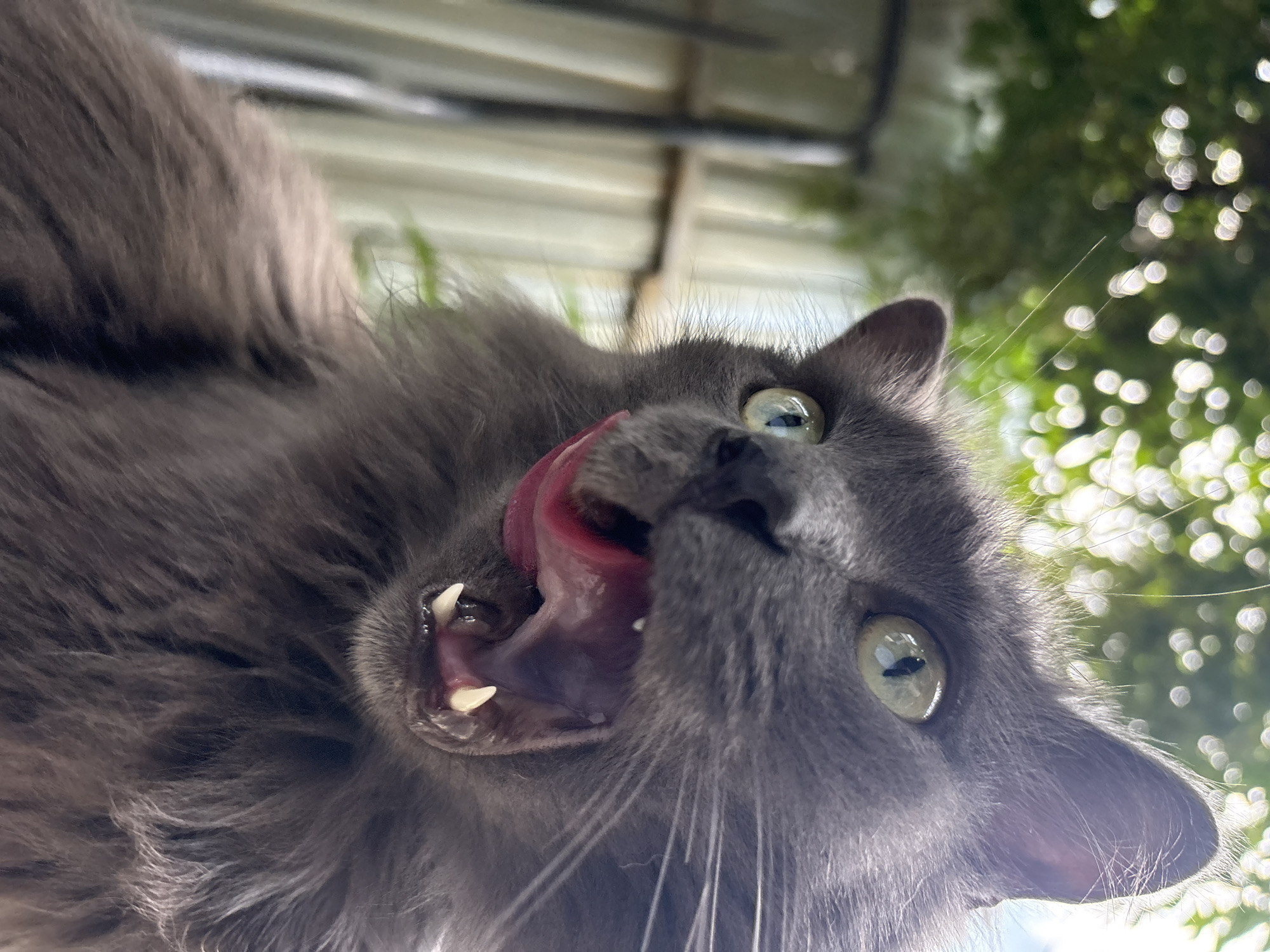 The image shows a close-up, low-angle shot of a long-haired, gray cat with light green eyes. The cat's mouth is open, revealing its pink tongue and sharp white teeth. The background is out of focus, with blurred green foliage and a glimpse of a light-colored, corrugated metal fence. The lighting suggests an outdoor setting, possibly a backyard or garden, under natural daylight. There are no visible human subjects or indications of the specific location within Almaty, Kazakhstan, beyond it being an outdoor environment. The overall impression is a dynamic, candid shot capturing the cat in a moment of expression.