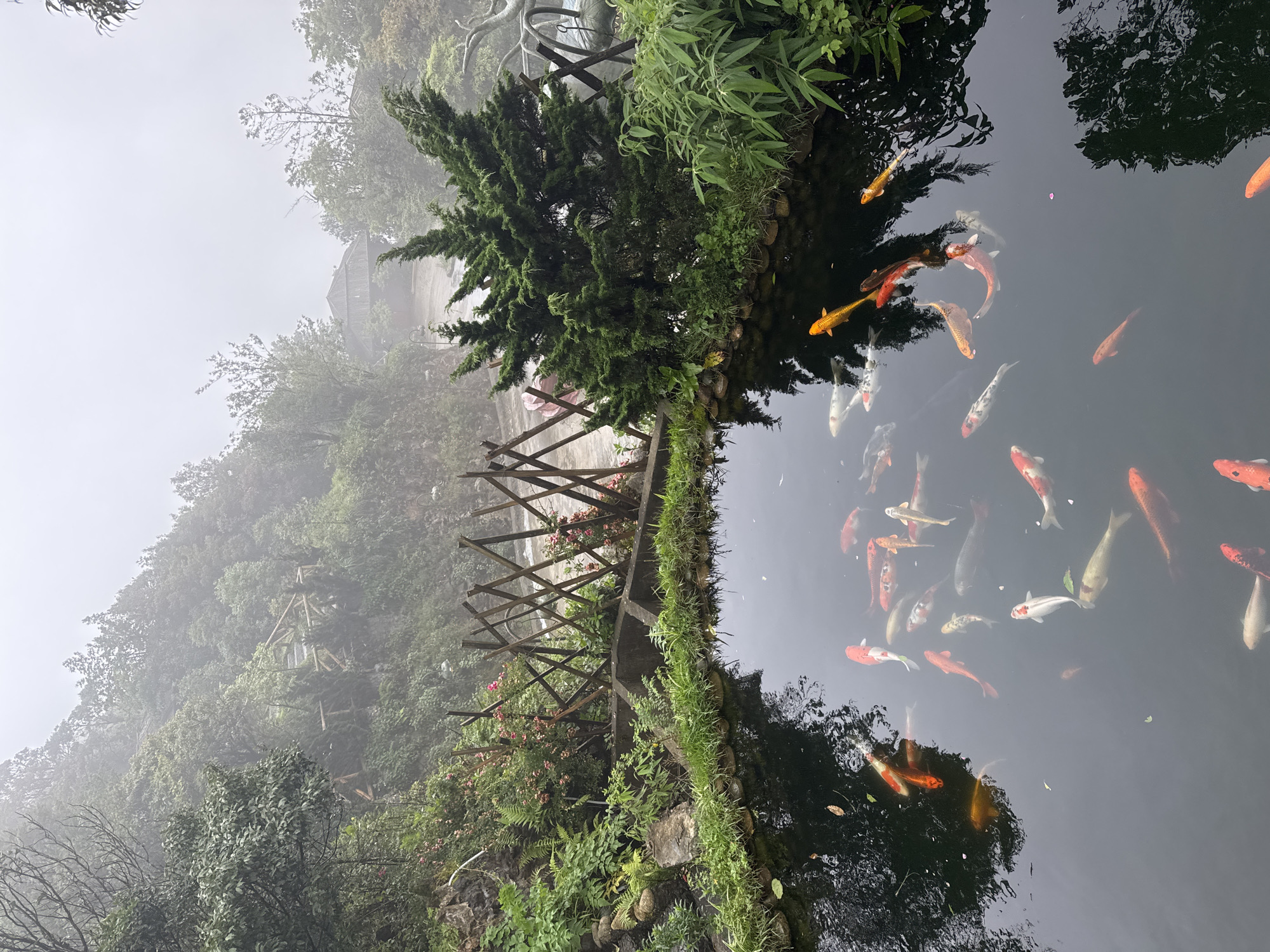 The image depicts a pond filled with koi fish in Binh Lu, Vietnam. The pond is edged with greenery and a wooden fence. A conifer tree grows beside the pond. In the background, a hillside is visible, obscured by fog. A wooden structure is visible on the hillside. The pond's water is dark, reflecting the surrounding foliage. The koi fish display a variety of colors, including orange, white, and gold.