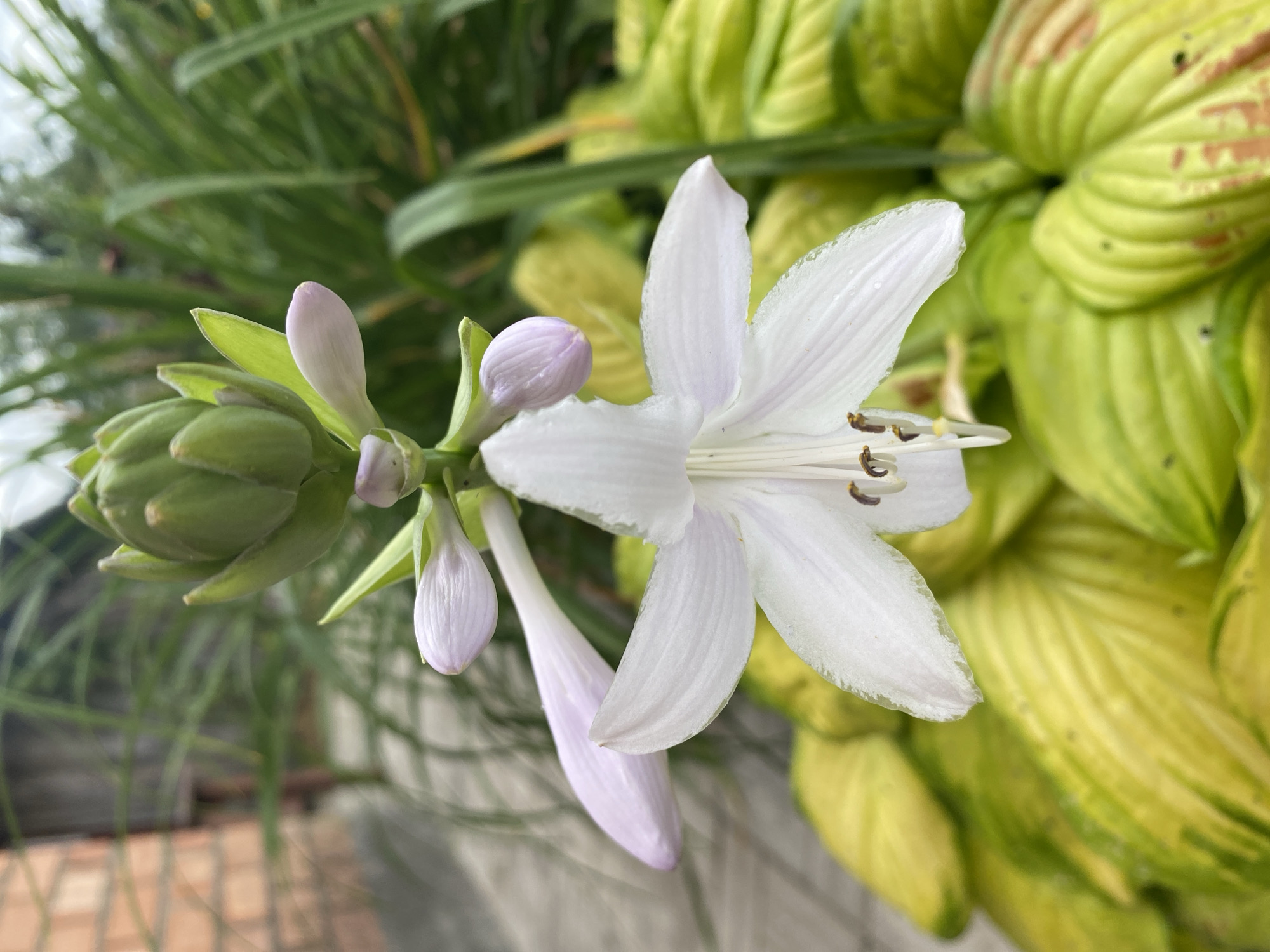 This is a close-up, eye-level, vertical outdoor shot of a white hosta flower blooming. The flower, with its delicate, trumpet-shaped petals and prominent stamens, is the central subject, positioned slightly off-center to the right. Surrounding the flower is a cluster of variegated hosta leaves, a vibrant mix of green and yellow hues. In the blurred background, hints of a brick wall on the left and tall, green grass or reeds on the right suggest a garden or yard setting. The lighting is natural, casting soft shadows and highlighting the textures of the flower and leaves. The image appears to be taken in Krupki, Belarus, based on the provided information. There are no people or animals visible in the frame.