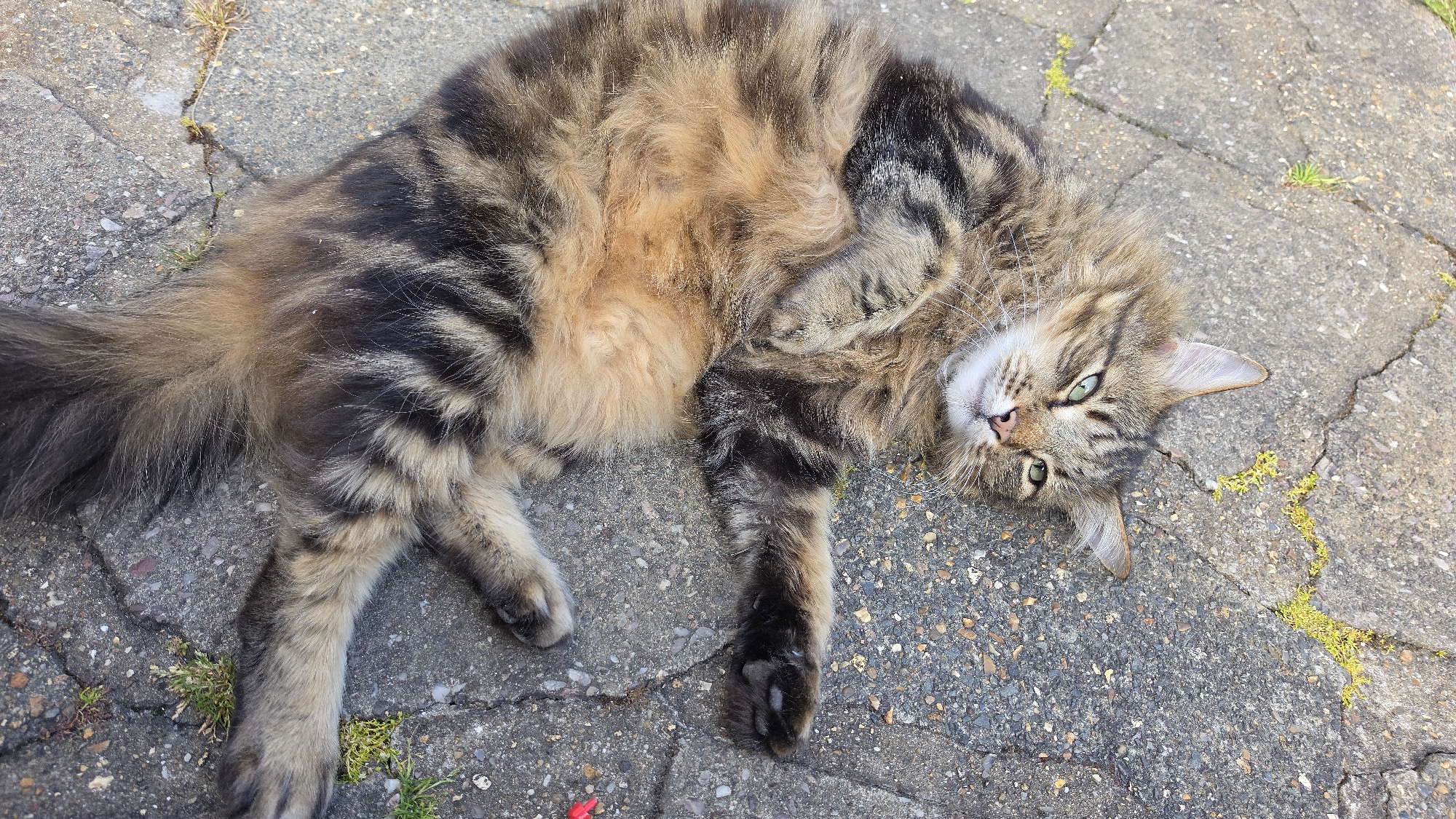 A brown tabby cat is lying on its back on a paved surface with cracks. The cat is medium-haired and has green eyes. The pavement is light grey with small pebbles. There are patches of green moss and small plants growing in the cracks of the pavement. The location and city cannot be verified from the image.