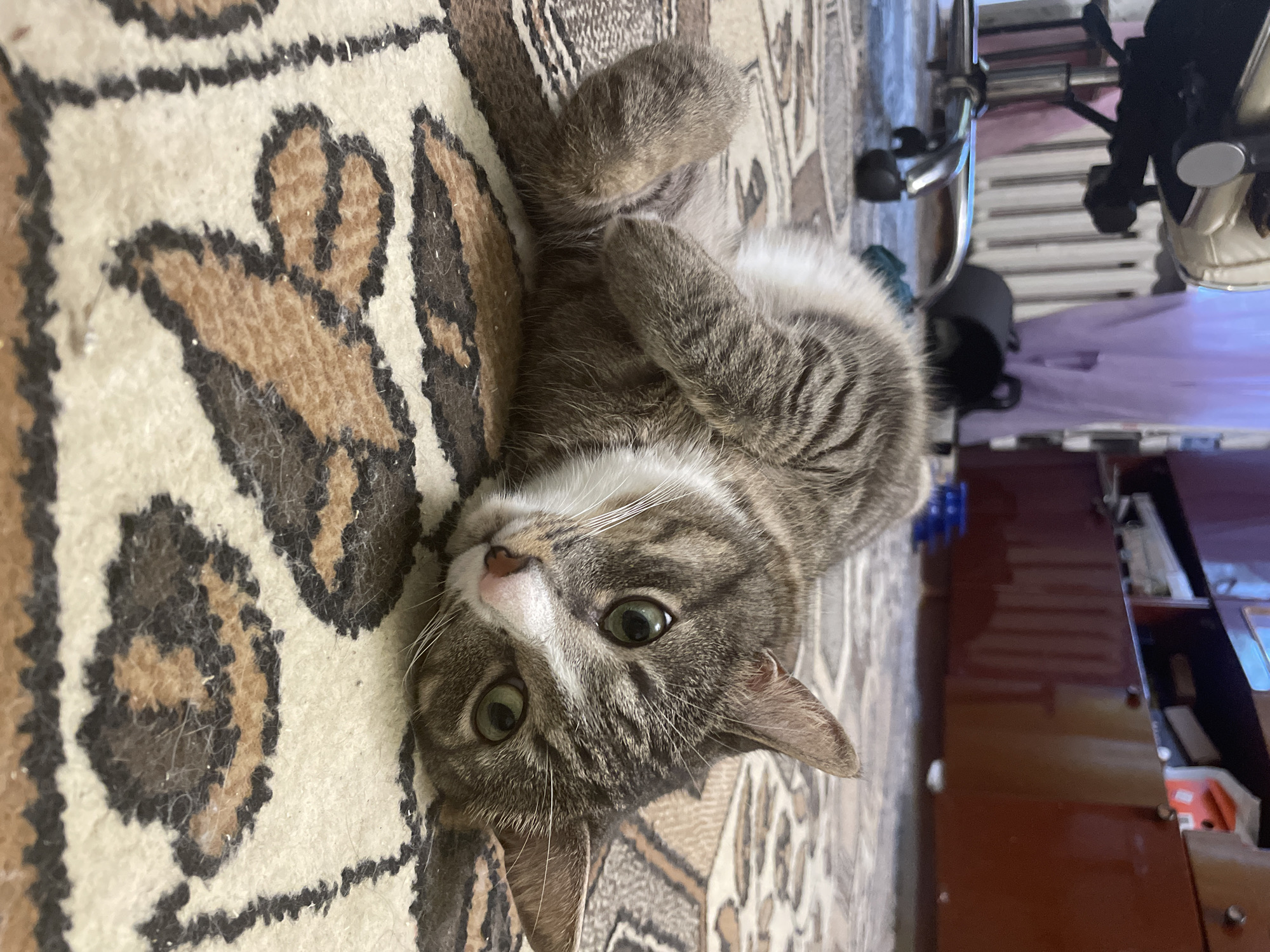 A domestic short-haired tabby cat lies on its back on a patterned rug, with its head tilted to the right and its paws crossed over its chest. The cat has green eyes and grey and white fur. In the background, a portion of a rolling office chair and a radiator are visible, along with a wooden cabinet. The scene appears to be indoors in a domestic setting.