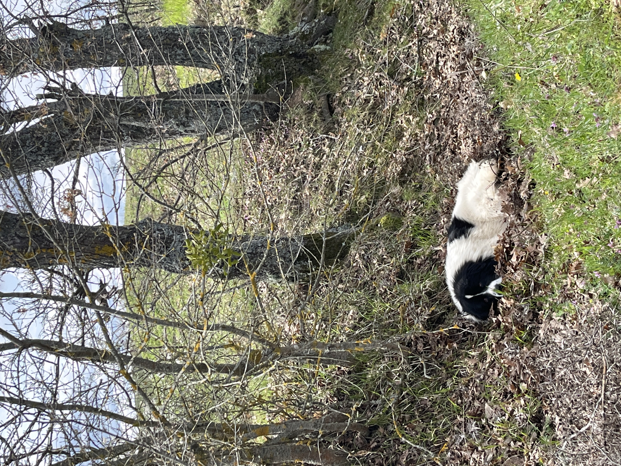 The scene depicts a black and white dog lying among dried leaves and grass near trees with bare branches in Varshilo, Bulgaria. The sky is visible through the trees.