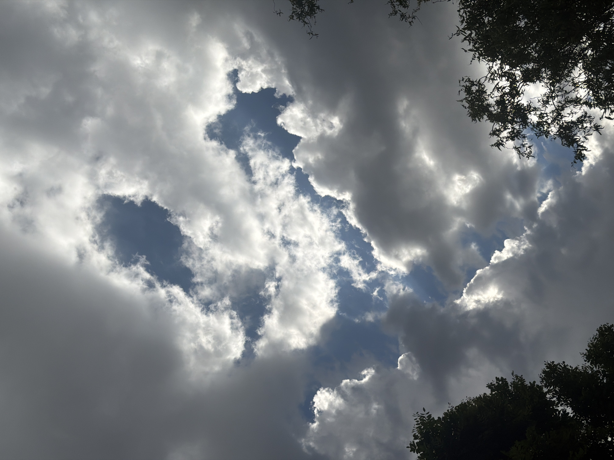 The image shows a view looking up towards the sky, partially obscured by trees. The sky is filled with a mix of dark gray and bright white clouds, with patches of blue sky visible between them. The trees are located in the foreground, framing the view of the sky. The location is unknown, because there is no additional context in the image to determine the city of Sofia, Bulgaria.