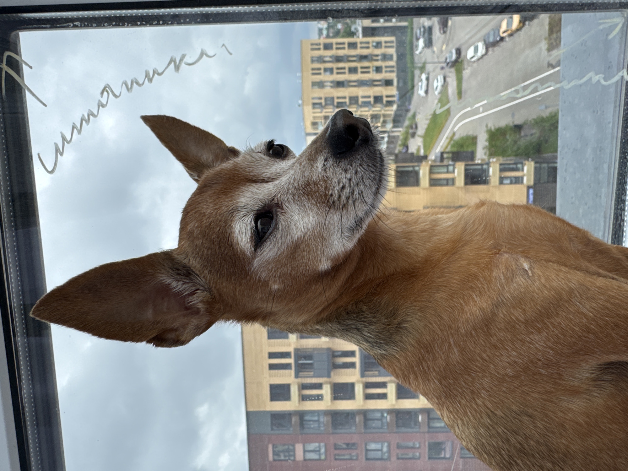 A brown-and-white miniature Pinscher is perched on a windowsill, looking out at a city scene. The dog's fur is short and appears well-groomed. Behind the dog, a cloudy sky looms. In the distance, several multi-story buildings with windows are visible, some with balconies. A road with cars is also present. The windowpane has faint white scribbles on it, possibly writing or drawings. The image is cropped to focus on the dog and its immediate surroundings. The location is identified as Laikovo, Russia.