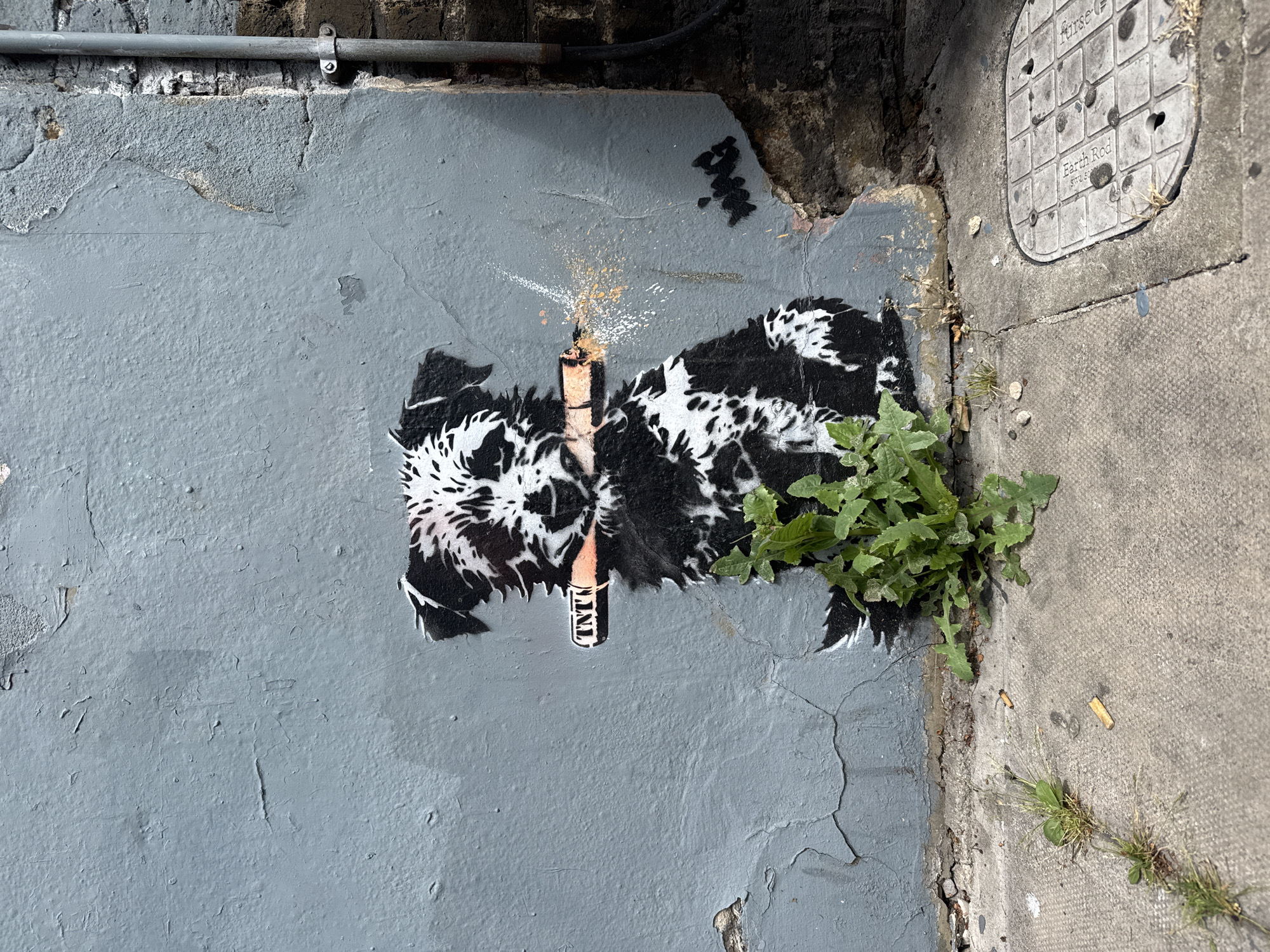 An outdoor, daytime, eye-level shot shows a Banksy mural of a dog holding a stick of dynamite in its mouth, on a weathered gray painted wall, in an urban setting, likely London, United Kingdom. A metal pipe runs horizontally across the top left of the wall. The mural, in black and white, features a dog rendered in a stencil style, its fur depicted with abstract patterns. The dynamite stick, held vertically, is labeled "TNT". Spark-like marks emanate from the top of the stick. Next to the dog mural, on the right, green plants are growing. The mural is located on a wall adjacent to a concrete sidewalk, where cigarette butts and small plants are visible. A gray manhole cover with raised lettering is visible in the upper right. Patches of paint are missing, and cracks and imperfections are visible on the wall. The mural is partially obscured by plants.