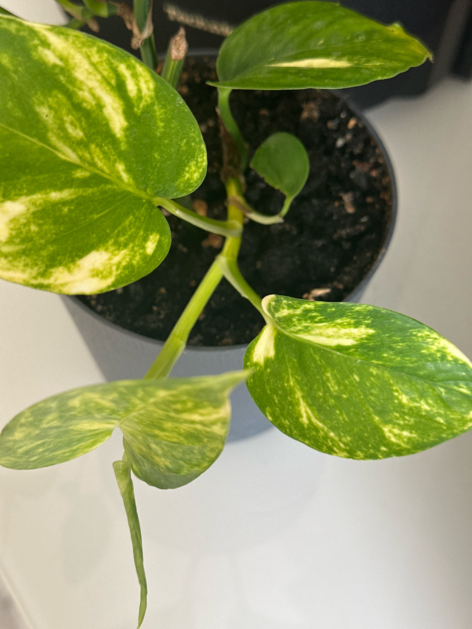A close-up, overhead shot captures a potted golden pothos plant. The plant has large, heart-shaped leaves with vibrant green coloration and irregular patches of creamy yellow variegation. The leaves are glossy, with some showing a slight curl at the edges. A thin, light green stem emerges from the dark soil in the gray pot, supporting the leaves. The pot is partially visible, and the soil appears moist and loose. The background is a plain, light-colored surface, likely a tabletop, with a subtle shadow cast by the plant and pot. The image is well-lit, highlighting the plant's textures and colors. There is no indication of the city of Nevinnomyssk, Russia, or any other environmental or human context.