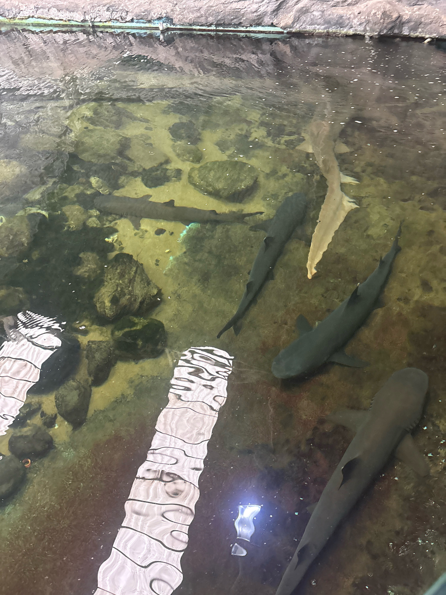 The image shows a group of sharks swimming in a shallow, rocky enclosure, likely at an aquarium. The water is murky and green, with visible rocks and substrate on the bottom. There are at least four sharks visible: two dark-colored sharks swimming in the foreground and middle ground, and a lighter-colored shark partially visible in the upper right quadrant. One dark shark is positioned vertically in the bottom right corner, facing away from the camera. Another dark shark is swimming horizontally in the middle ground, its head pointing left. A third dark shark is swimming horizontally in the middle ground, slightly above and to the left of the previous one, also facing left. A pale, long, narrow shape, possibly another shark or a decorative element, is oriented diagonally in the upper middle of the image. Reflections of what appear to be overhead structures, possibly lights or railings, are visible on the water's surface in the lower left and bottom right portions of the image. The background shows a textured, rocky edge to the enclosure. The location in Nha Trang, Vietnam is not discernible from the image itself.