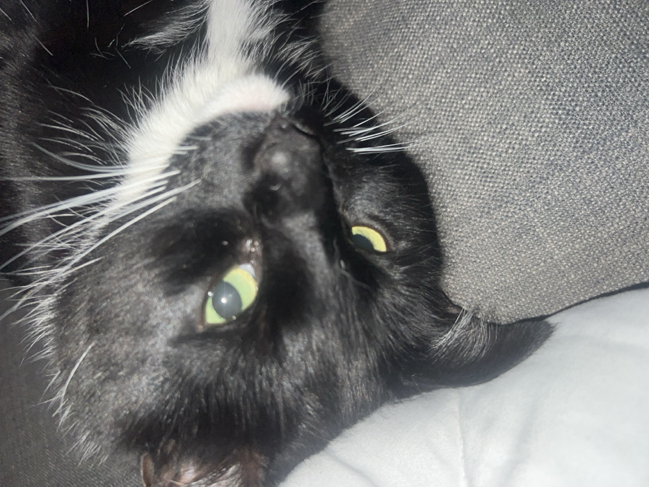 An indoor scene depicts the head of a black and white tuxedo cat, resting on two surfaces. The cat's head is angled, with its black fur dominant, complemented by a white patch on its chin and white whiskers extending from its muzzle. Its eyes are open, displaying a greenish-yellow iris with distinct dark pupils and reflections of an overhead light source. The cat's gaze is directed towards the viewer. The animal is positioned on a textured, gray fabric surface, likely a sofa or cushion, which occupies the right and bottom portions of the frame. A white, softer fabric is visible to the upper left. The exact location in the city of Unknown, Unknown, is indeterminate.