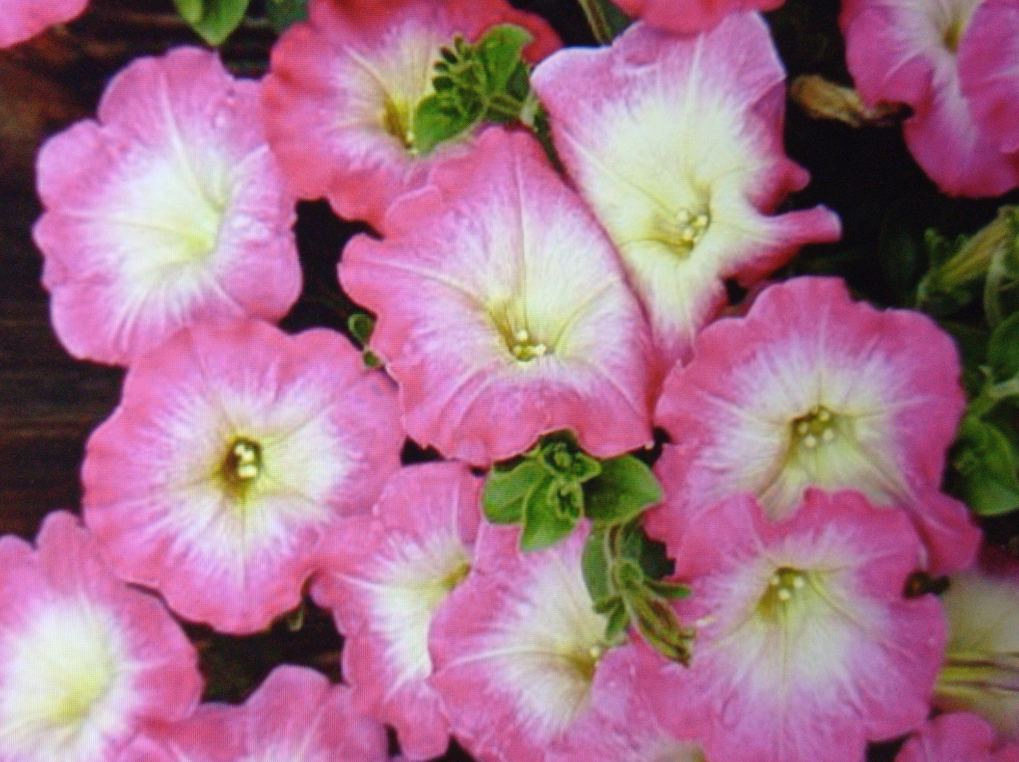 The image shows a close-up view of several pink petunia flowers with white centers. The flowers are in bloom and their petals are ruffled. Some green leaves are visible amongst the flowers. The background is dark and out of focus, suggesting it might be a garden or a floral arrangement. There is no discernible location in the city of Mukachevo, Ukraine, indicated in the image. The image is a still photograph and does not depict any people, actions, or interactions.