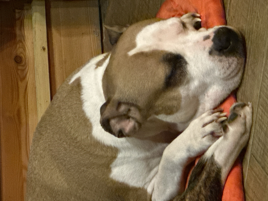 The image displays a tan and white dog, consistent with a bully breed type, sleeping in an indoor setting. The dog is lying on its left side, with its head resting on a reddish-orange, oval-shaped pet cushion. Its eyes are closed, indicating sleep, and its front paws are tucked beneath its body. The fur coloration consists of prominent tan-brown patches on its back, head, and left flank, contrasted with extensive white markings on its chest, legs, and face. A dark-pigmented snout shows some lighter pink mottling. The dog is situated on a light brown wooden plank floor, exhibiting visible grain patterns. In the background, a wall constructed of horizontal light brown wooden planks with distinct wood grain and knots is visible. This scene occurs in Базарово, Russia.