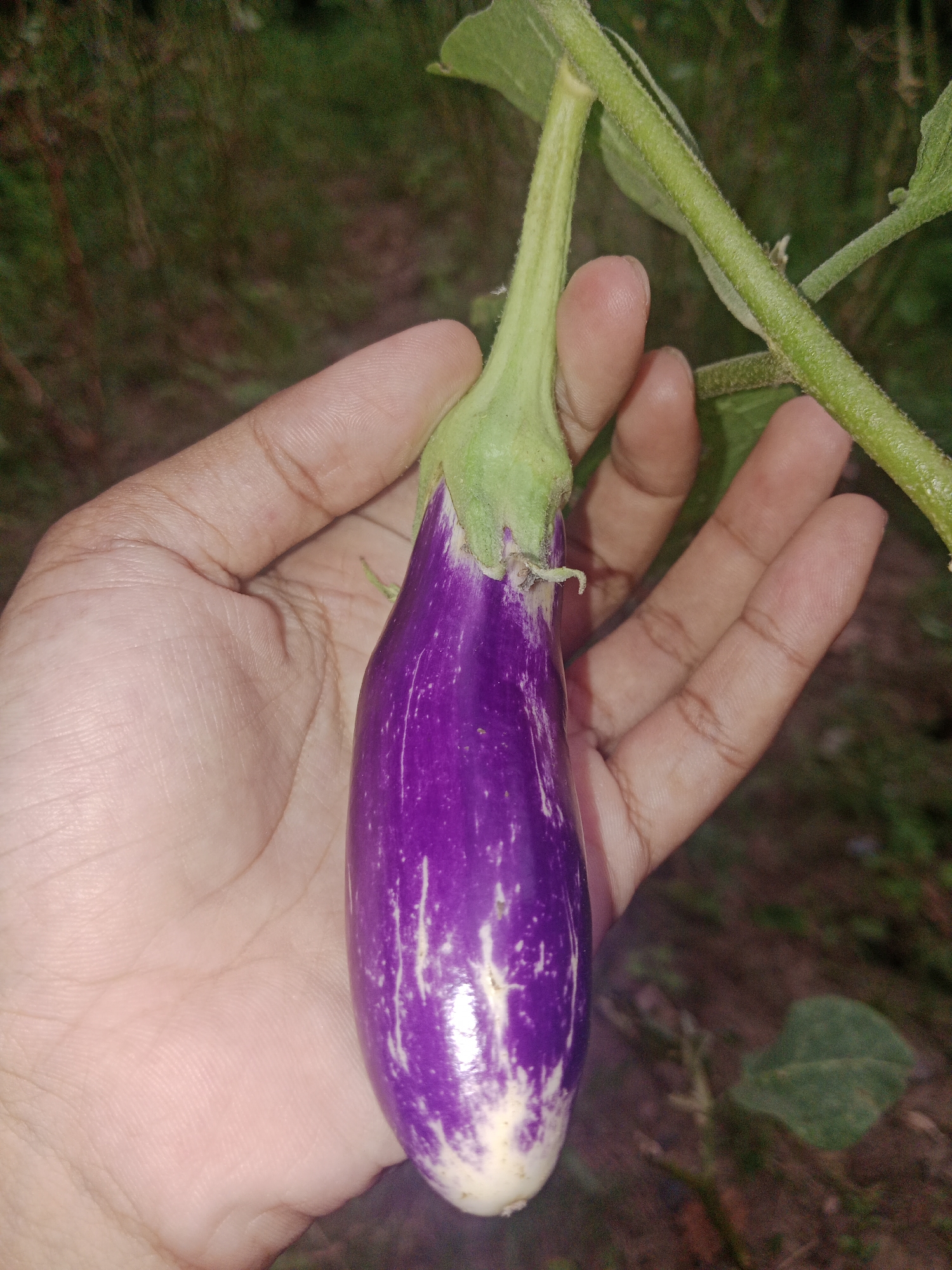 A person's hand is holding a small, elongated, purple and white striped eggplant. The eggplant is attached to a green stem with a green calyx. The background is out of focus and appears to be vegetation and soil, suggesting an outdoor environment. The image was taken in Meunasahara, Indonesia.