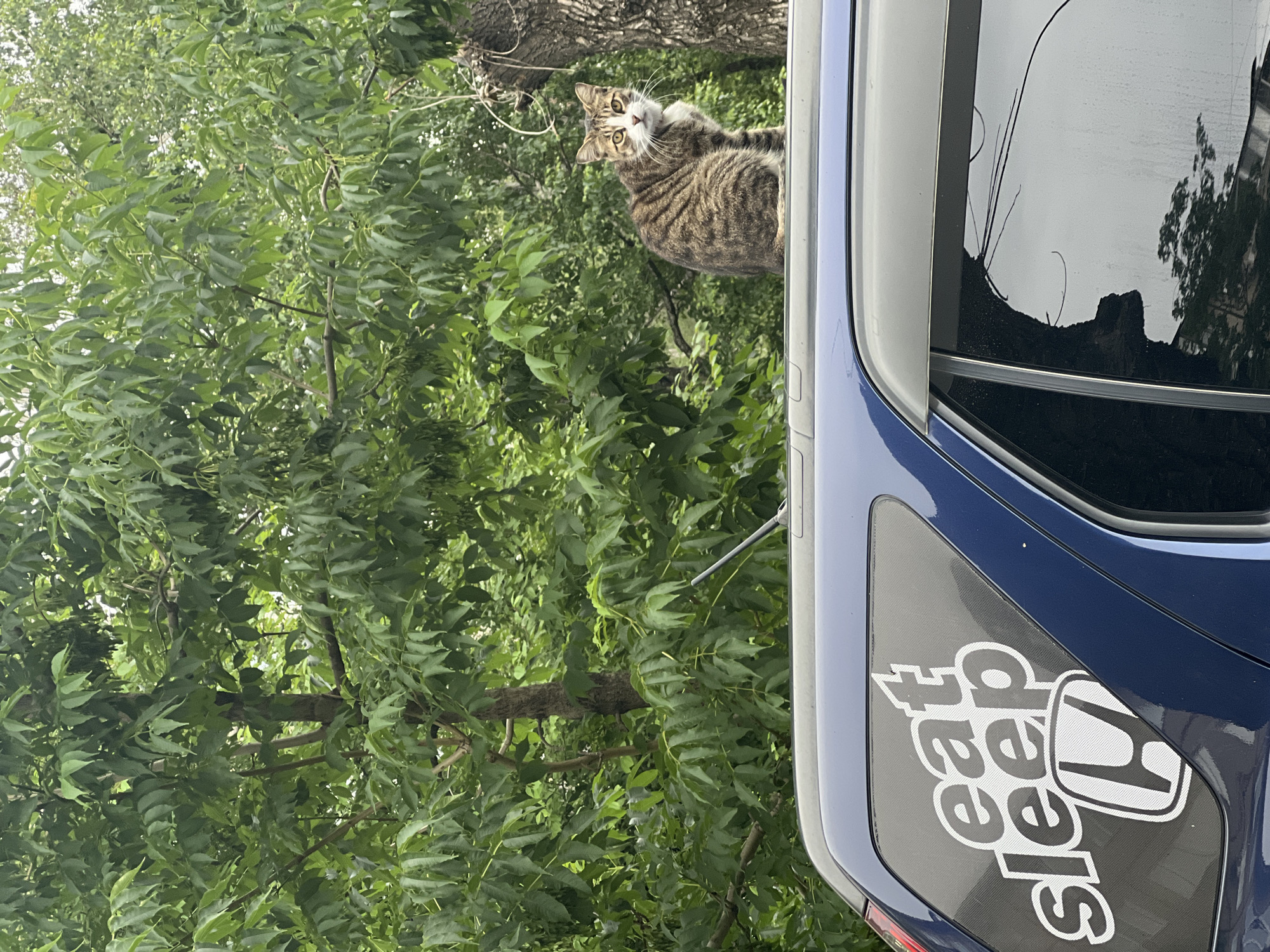 A brown tabby cat sits on the roof of a dark blue vehicle parked outdoors. The cat is facing the camera with its body turned to the left, and its gaze directed forward. The vehicle has a sticker on its rear window that reads "eat sleep" above a Honda logo. The background consists of lush green trees and foliage. The scene appears to be in an urban environment, likely a residential area or a parking lot.