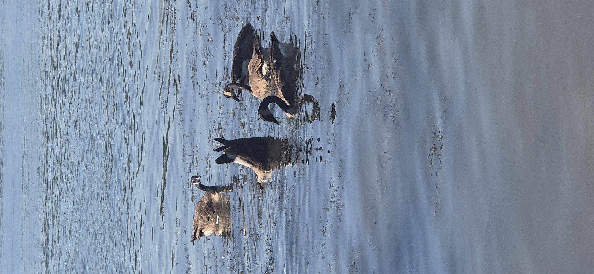 In Budenheim, Germany, four Canada geese are visible in the water. One goose is diving with its tail feathers in the air. Another goose is also submerged in the water. Two other geese are swimming on the surface. The water is blue with ripples and scattered aquatic plants. The image is taken from a slightly elevated perspective looking down onto the water.