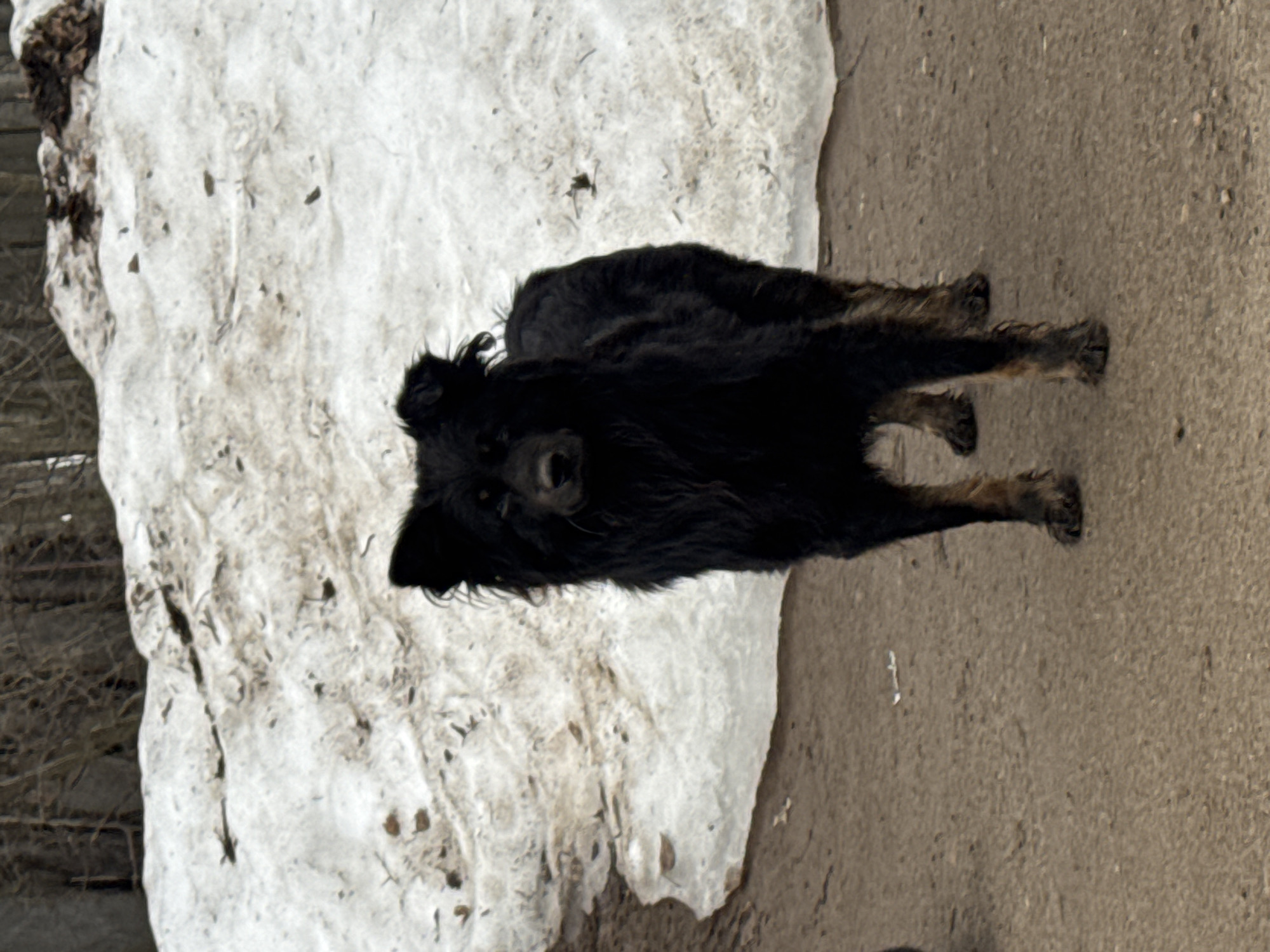 A medium-sized, dark-haired dog stands on a concrete surface next to a large patch of melting snow. The dog has long, shaggy fur obscuring its features, but a single eye is visible. The snow is dirty with debris and has a jagged edge where it meets the concrete. The image was taken in the city of Chaikovsky, Russia. The background consists of bare branches and indistinct buildings.