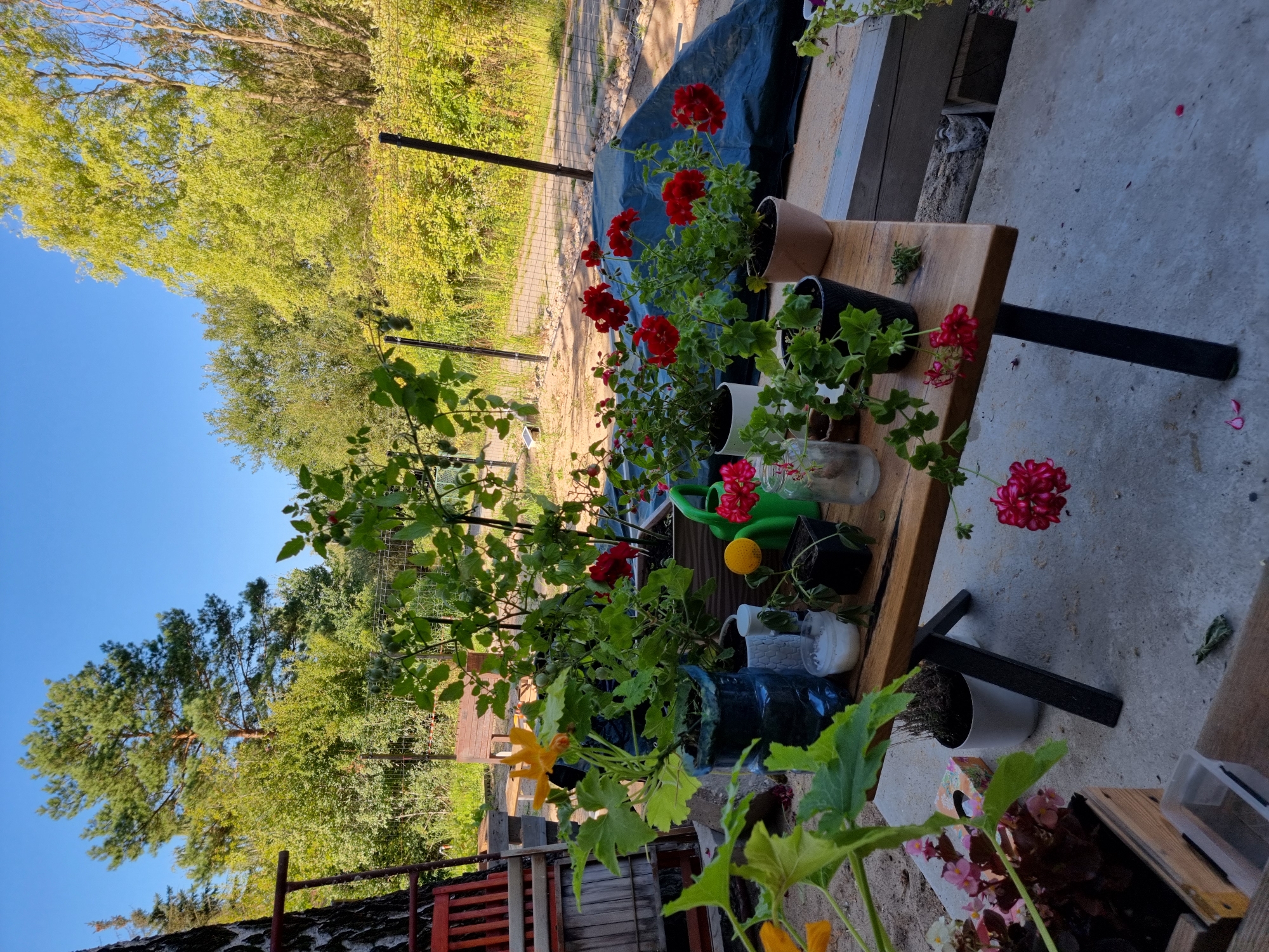An outdoor scene at a property in Szczaki, Poland, features a wooden table laden with various potted plants under a clear blue sky. The table, supported by black metal legs, displays an assortment of flora, including a plant with a large yellow flower, several pots of red geraniums, and other green plants. Among the plants are gardening accessories such as a green watering can and jars.
In the background, a fence encloses a yard with trees and shrubs, suggesting a rural or suburban setting. A large tree trunk, possibly birch, is visible to the left of the table, with red wooden seating elements leaning against it. The ground appears to be a mix of concrete and sand, with scattered leaves and petals. The overall impression is one of a garden or outdoor workspace, with an emphasis on plant cultivation. There are no people or animals present in the scene.
