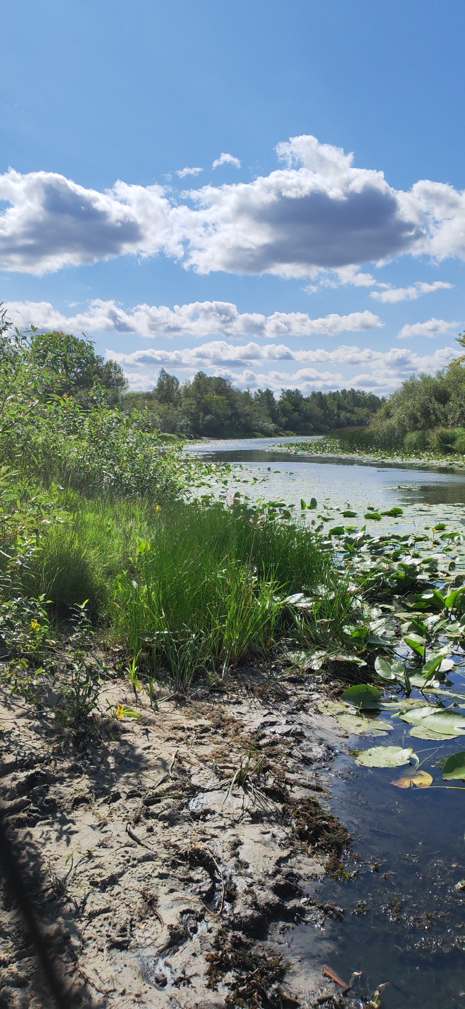 The image depicts a serene natural landscape, likely a riverbank or lake shore within the Чонкаўскі сельскі Савет in Belarus. The foreground is characterized by a muddy, sandy shore with sparse vegetation and some debris. Immediately adjacent to the shore is a dense growth of tall, vibrant green grass. Beyond the grass, the water surface is covered with numerous green lily pads, indicating a calm body of water. The water itself is dark and reflects the sky. In the middle ground, a treeline composed of lush green trees forms a natural boundary, suggesting a wooded area surrounding the water. The background is dominated by a bright blue sky adorned with scattered white and gray cumulus clouds. The overall impression is one of a tranquil, undeveloped natural environment on a sunny day. There are no people or animals visible in the image, and no specific man-made structures are apparent.