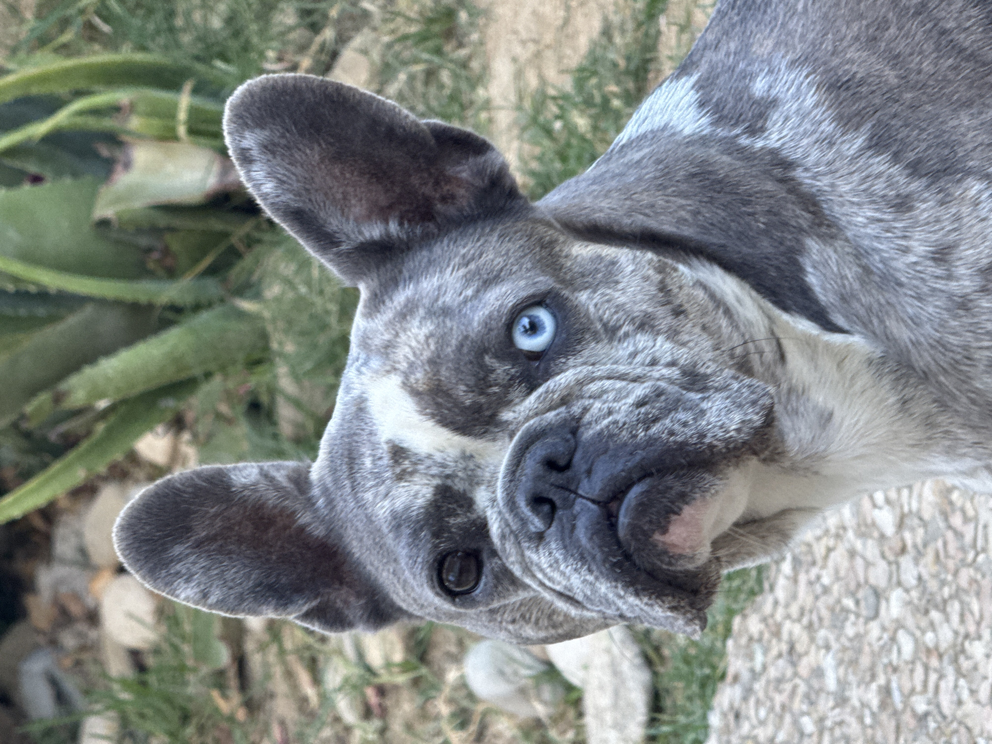 A close-up, eye-level shot captures a French Bulldog with heterochromia, one eye dark brown and the other a striking blue, outdoors. The dog's fur is a mottled grey and white, with a distinct white blaze on its forehead. Its ears are large and erect, and its expression is alert. In the background, out-of-focus foliage, possibly aloe plants, and gravelly ground suggest a natural or garden setting. The lighting indicates it may be late afternoon or early evening, casting a soft light on the dog's face. The image is cropped tightly on the dog, filling most of the frame. There is no indication of San Benedetto del Tronto, Italy, or any urban elements in the scene.