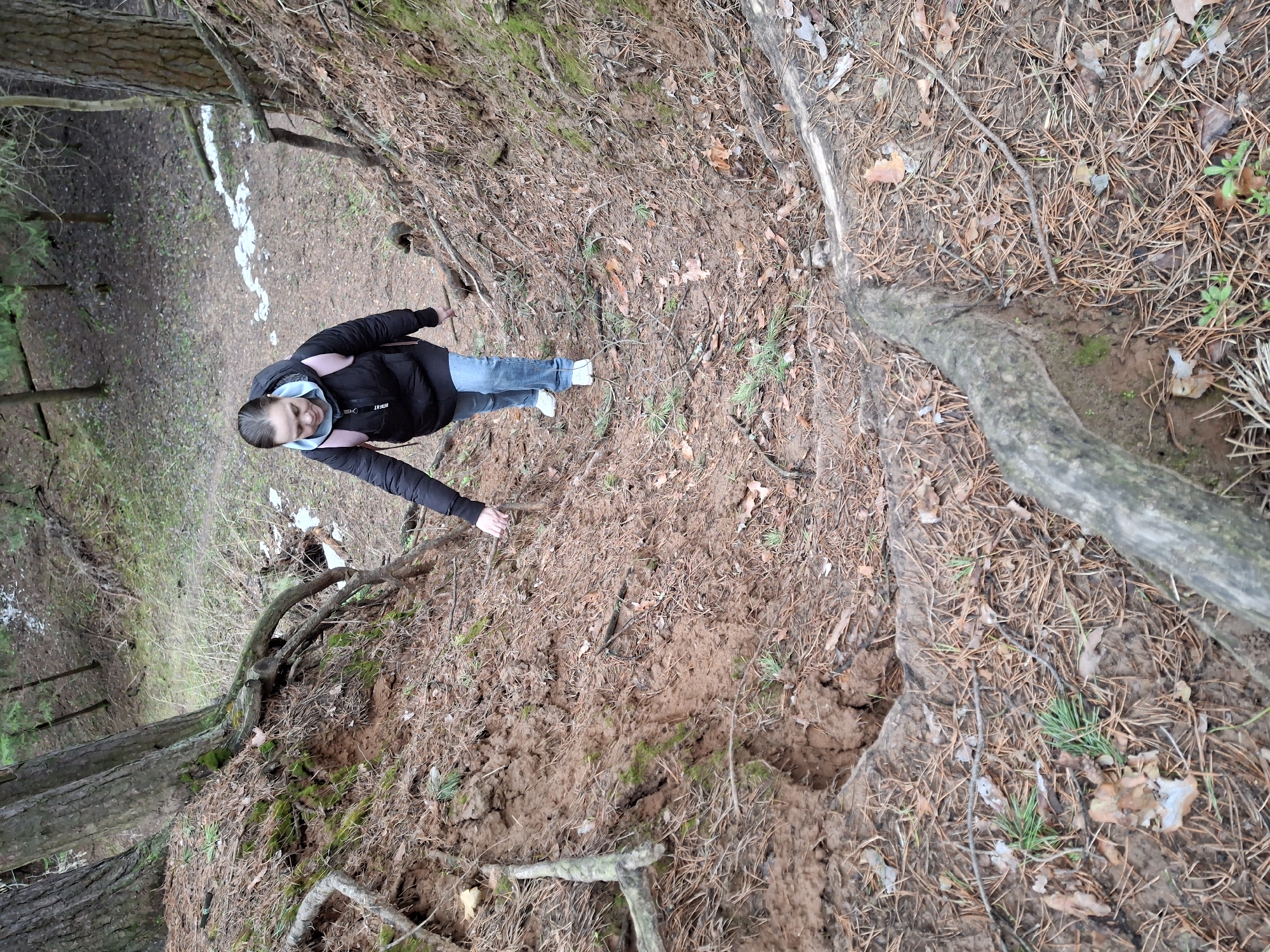 This media file captures a woman standing on a steep, earthen slope within a pine forest, likely in Chaikovsky, Russia, given the context. The image is taken from above, looking down the incline.
The primary subject is a young woman, seen from the waist up in the original image, wearing a black puffer jacket with a light blue or grey hooded sweatshirt underneath, light blue jeans, and white sneakers. Her hair is dark and pulled back, and she has a slight smile on her face. She is reaching her right hand downwards, touching or pointing towards the ground.
The setting is a natural, wooded area dominated by pine trees. The ground is a mix of reddish-brown soil, densely covered with fallen pine needles, dry leaves, and patches of moss. Exposed tree roots snake across the surface, indicating erosion or the shallow nature of the soil. Further down the slope, patches of melting snow are visible, suggesting the time of year is late winter or early spring. The overall terrain appears rugged and somewhat muddy due to the moisture.
Notable details include the loose, earthy texture of the ground where the woman is standing, with deeper indentations and exposed dirt. The background shows more pine trees and sparse, possibly deciduous, trees without leaves, reinforcing the cool season. The word "DIRAX" is visible in white text on the woman's black jacket. The time of day appears to be daylight, possibly overcast, providing soft, diffused lighting. The activity seems to be an observation or interaction with the natural environment, possibly assessing the ground conditions on the steep slope.