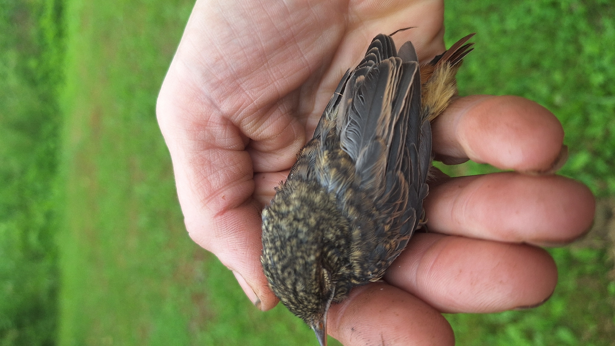 A person's hand is holding a small bird. The bird is predominantly brown and gray with some hints of yellow in its feathers. Its head is facing downwards and its body is mostly concealed by its folded wings. The hand is open and cradling the bird gently, with the fingers curled around it. The background is out of focus, showing a green, grassy area which suggests an outdoor setting. The lighting appears to be natural daylight, though no specific time of day can be determined. The image is taken from a top-down perspective. There is no visible text in the image.