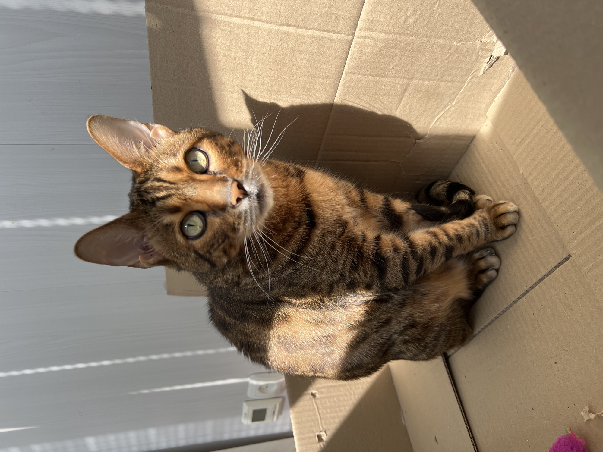 A medium shot shows a Bengal cat sitting in a cardboard box. The cat is facing the viewer, with its front paws tucked underneath its body. Its fur is a mix of brown, black, and gold, with distinctive rosettes. The cat's eyes are wide and green, and its ears are perked up. Sunlight streams in from the right, casting a shadow of the cat on the wall behind it. The background is a white wall with vertical lines, possibly blinds or curtains. A small pink toy is visible on the floor of the box to the left. The overall impression is one of a domestic setting, likely an indoor space. The provided context of Salavat, Russia is not visually supported by any elements within the image.