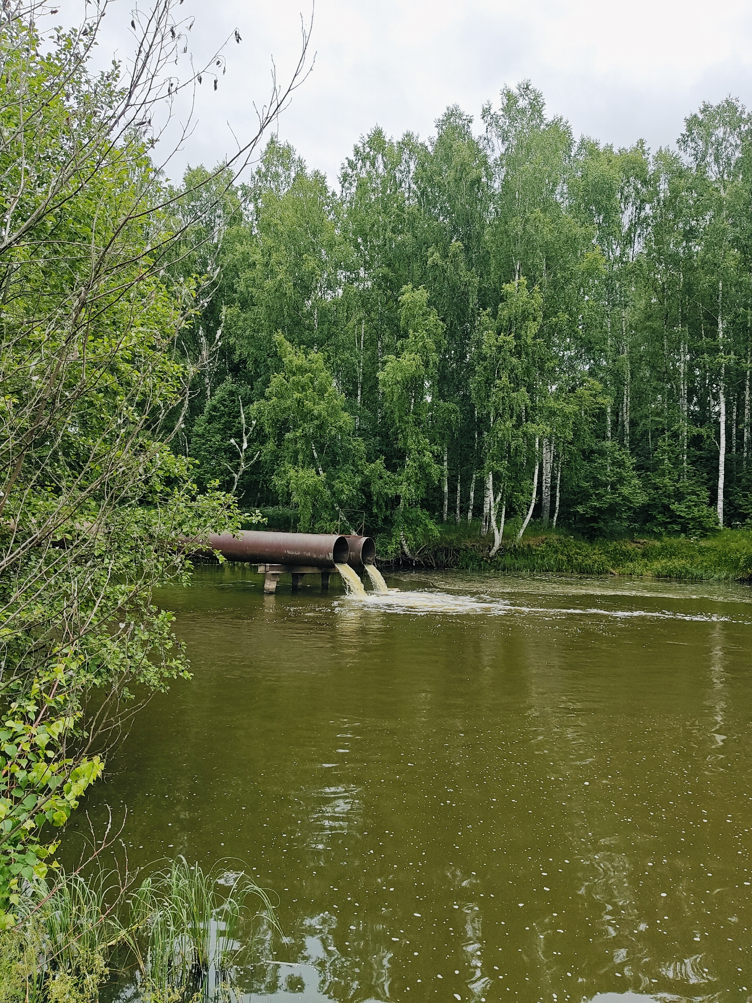 The image depicts a serene natural scene in Detskii Dom (Bashenino), Russia. A body of murky green water dominates the foreground, with a dense forest of birch and other trees forming the background. The trees are lush and vibrant green, suggesting a springtime or summer setting. In the middle ground, a large rusty pipe extends from the left bank, submerged partially in the water, and empties into the river. Yellowish liquid is being discharged from the pipe, creating a foamy wake on the water's surface. The sky is overcast, contributing to the muted lighting of the scene. On the left bank, a cluster of green foliage and thin branches overhangs the water, adding to the natural beauty of the location. The overall impression is one of natural tranquility, though the industrial pipe introduces a contrasting element of human activity.