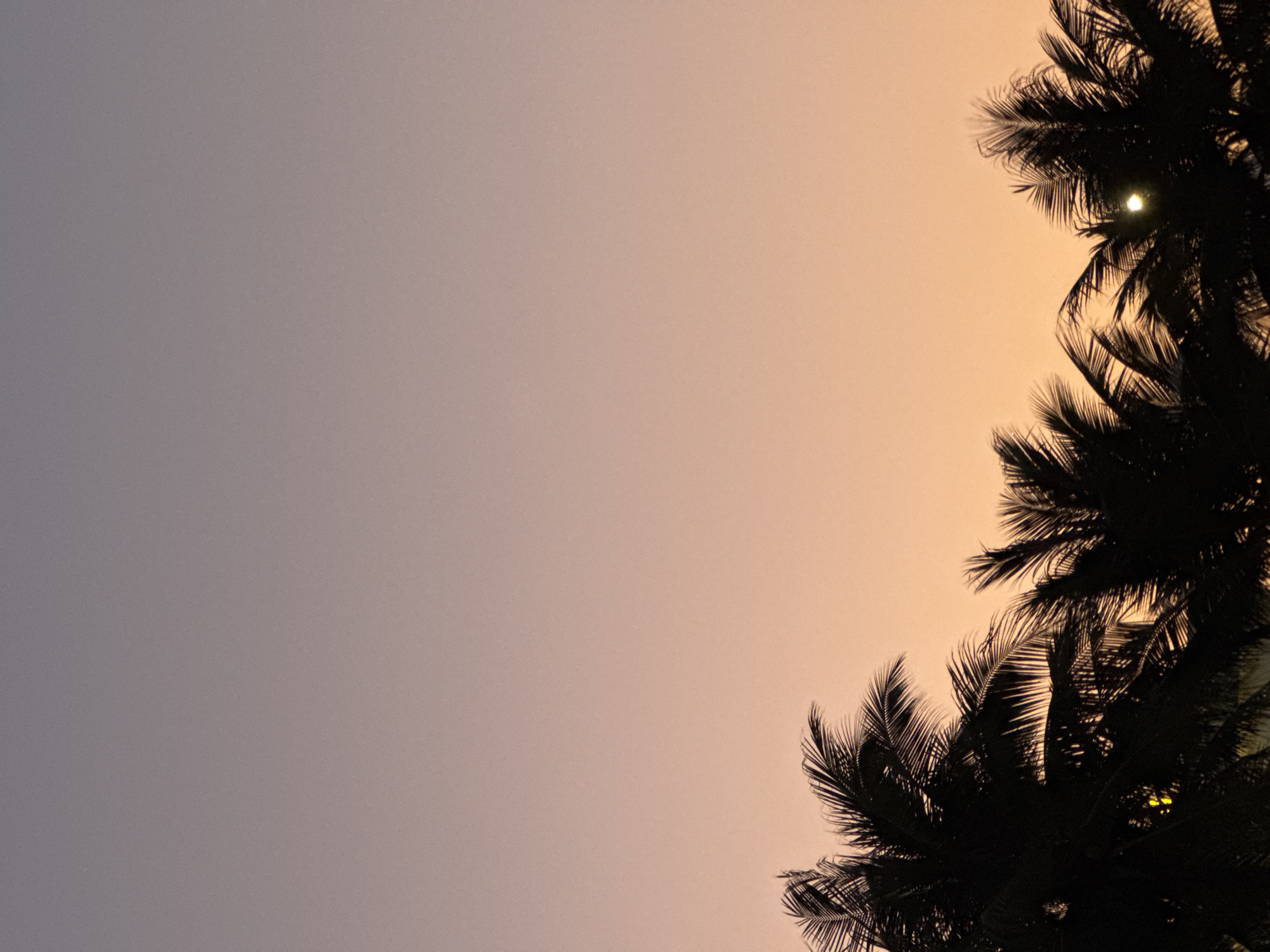 The image displays a twilight sky over a silhouetted cluster of palm trees, indicative of a sunset or sunrise in Da Nang, Vietnam. The sky transitions from a light grey-purple at the top to a warm orange-peach towards the bottom, exhibiting a subtle granular texture throughout. The lower quarter of the frame is dominated by the dark, intricate outlines of multiple palm fronds. Within the palm foliage, two artificial light sources are visible: a prominent, circular, bright white light is centered on the right side, and a smaller, yellowish light is visible on the left side. No individuals, animals, or direct interactions are depicted. The environment is characterized by natural vegetation and ambient light conditions associated with dusk or dawn in a coastal urban setting.
