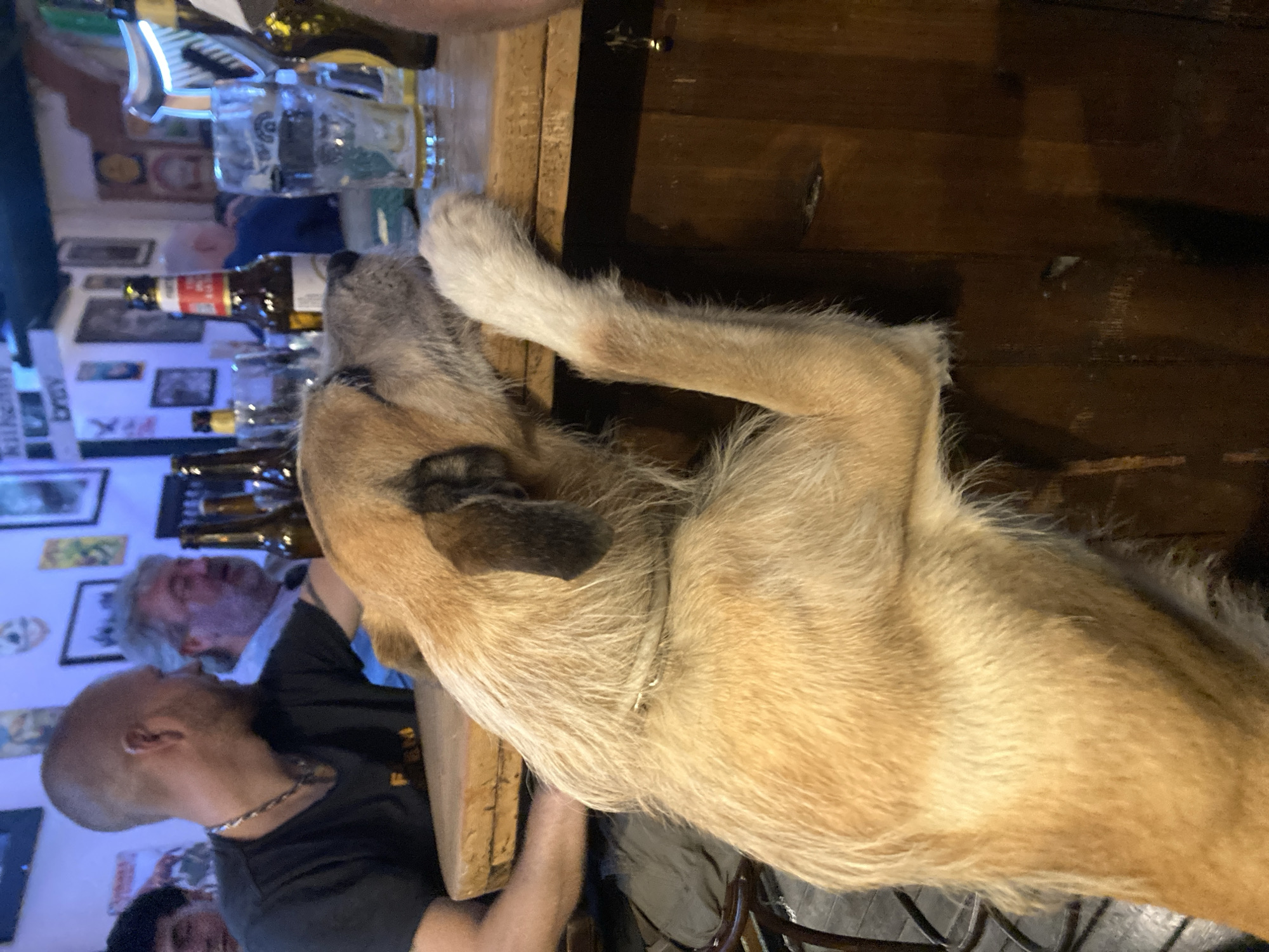 A dog with light brown fur is resting its head and front paw on a wooden bar. The dog has a collar. Behind the dog, two men are visible; one is bald and wearing a black shirt, and the other has gray hair and is wearing a blue shirt. Bottles and glasses are on the bar behind the dog. Pictures are on the wall behind the men, illuminated by blue lighting. The location is potentially in Barcelona, Spain.