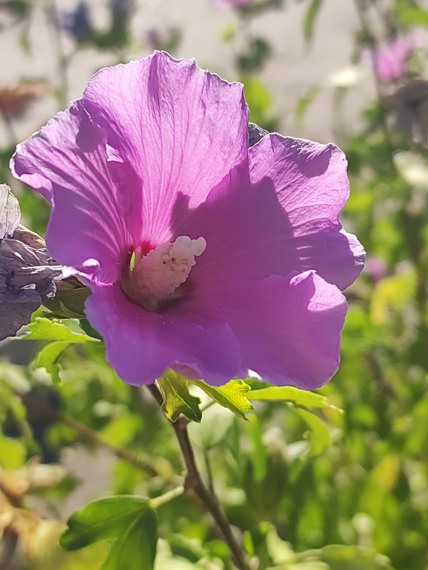 A close-up, outdoor, eye-level, full shot focuses on a vibrant purple hibiscus flower in bloom. The flower's petals are a rich, saturated purple, with delicate veins visible and a slightly serrated edge. Sunlight casts shadows across the petals, highlighting their texture and creating a sense of depth. In the center of the flower, the stamen and pistil are a pale, creamy yellow. To the left of the main flower, a dried, brown, petal-like structure is visible, possibly a previous bloom. The background is softly blurred, featuring green foliage and hints of lighter-colored flowers, suggesting a garden setting. The image appears to have been taken during daylight hours. There are no people or animals present in the frame. The location is identified as Traspinedo, Spain.