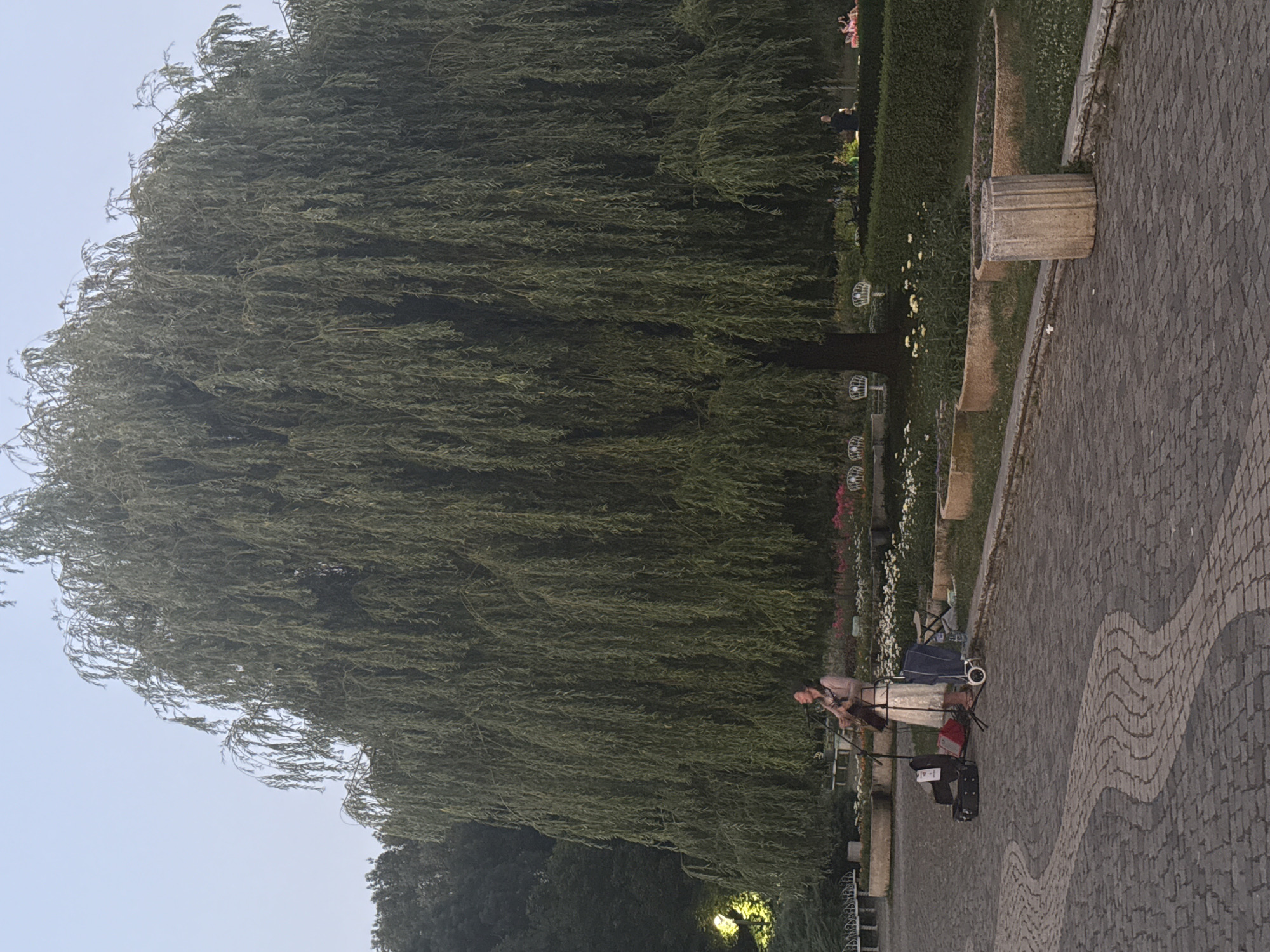 The media file shows a large weeping willow tree in a park setting. A person is visible, seated on a wheelchair or similar device, with their head bowed as if resting or concentrating. They appear to be wearing a light-colored top and dark pants. The person is positioned in front of a low hedge and a paved walkway with a decorative wavy pattern. In the background, there are more trees and some white decorative elements that might be lanterns or small structures. The scene suggests a peaceful outdoor environment, possibly a garden or a park. The lighting implies it is either early morning or late afternoon. There is no visible text in the image.
