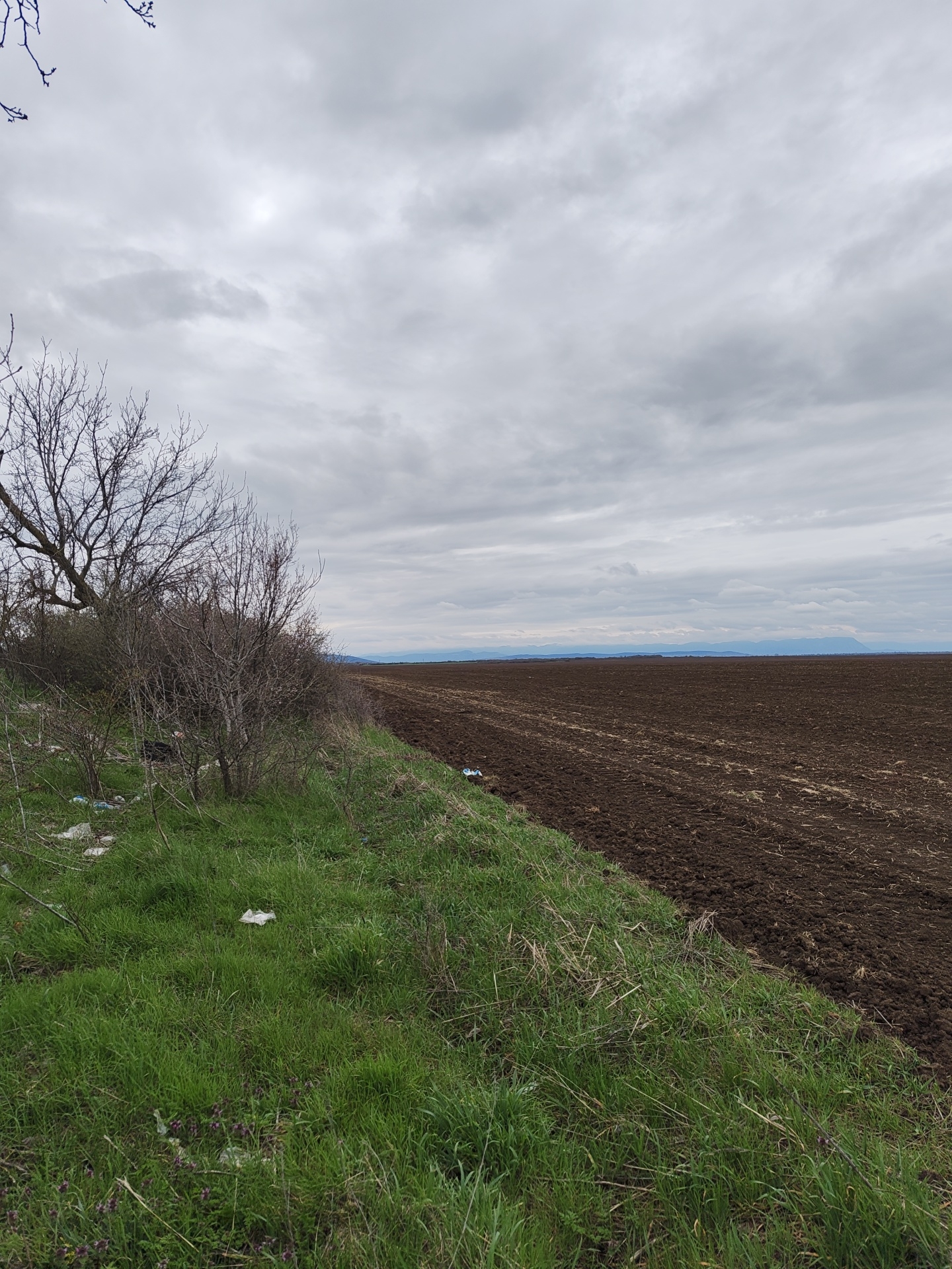 The image depicts a field in Borovan, Bulgaria on an overcast day. A plowed field of dark brown soil occupies the right side of the frame, extending to a distant horizon where a faint line of hills is visible. To the left, a strip of green grass borders the field, transitioning to a tangle of bare bushes and small trees. Scattered pieces of white trash are visible among the grass and bushes. The sky is filled with a dense layer of gray clouds, with tree branches visible in the upper left corner.