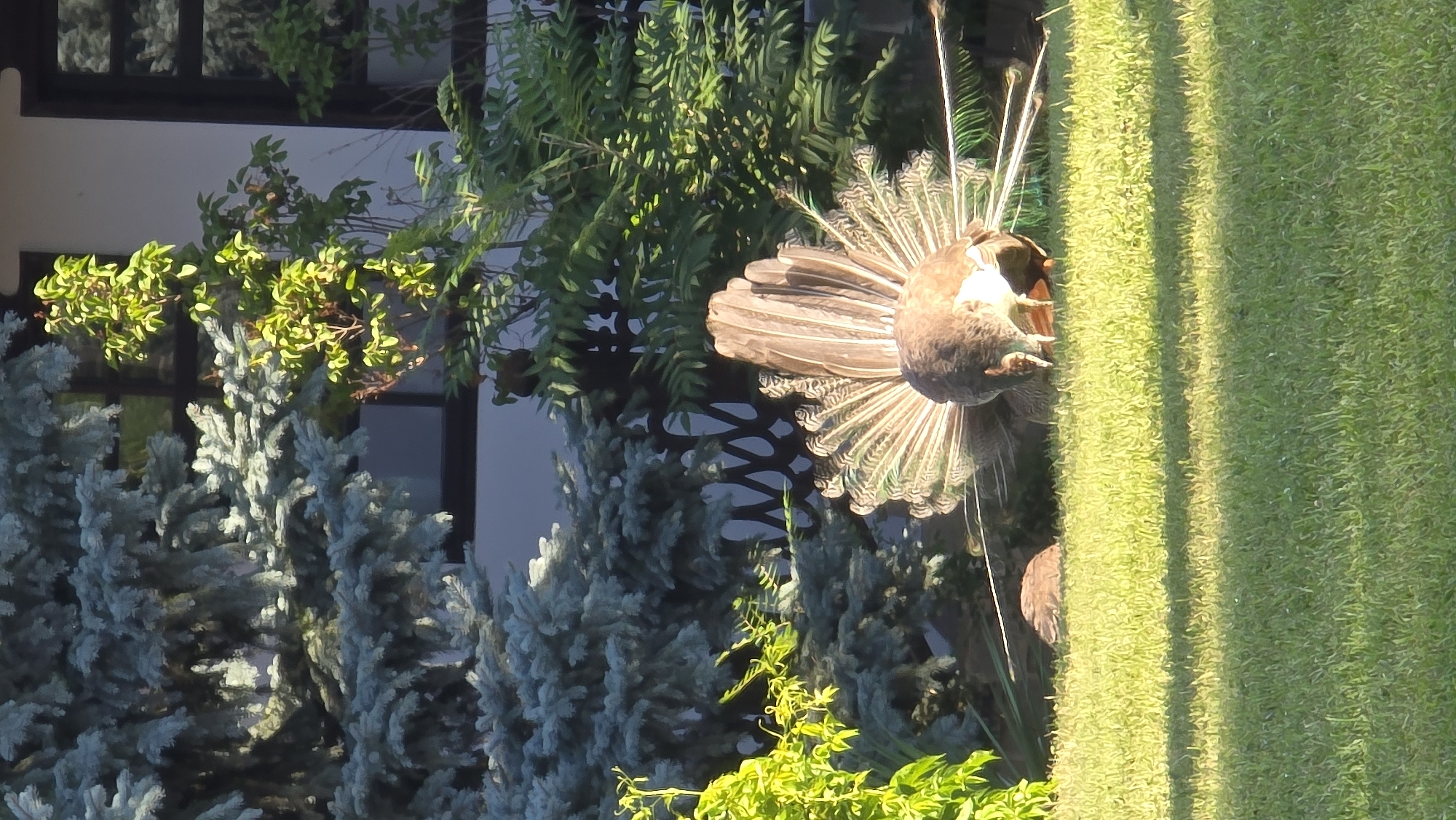 In Krasnovo, Bulgaria, a peacock is displaying its fanned tail feathers on a sunlit green lawn. The peacock, predominantly brown with white and some iridescent green or blue accents visible on its fan, is positioned in the lower center of the frame. Its head is lowered, facing towards the ground, suggesting it is foraging or drinking. Behind the peacock, a dark metal decorative fence can be seen, partially obscured by foliage. Further in the background, a building with dark-framed windows is visible, with lush green trees and shrubs surrounding it. The foreground is dominated by the well-maintained grass, with distinct shadows indicating the time of day is likely late afternoon. The overall scene depicts a tranquil outdoor setting with a focus on the natural beauty of the peacock and its surroundings.