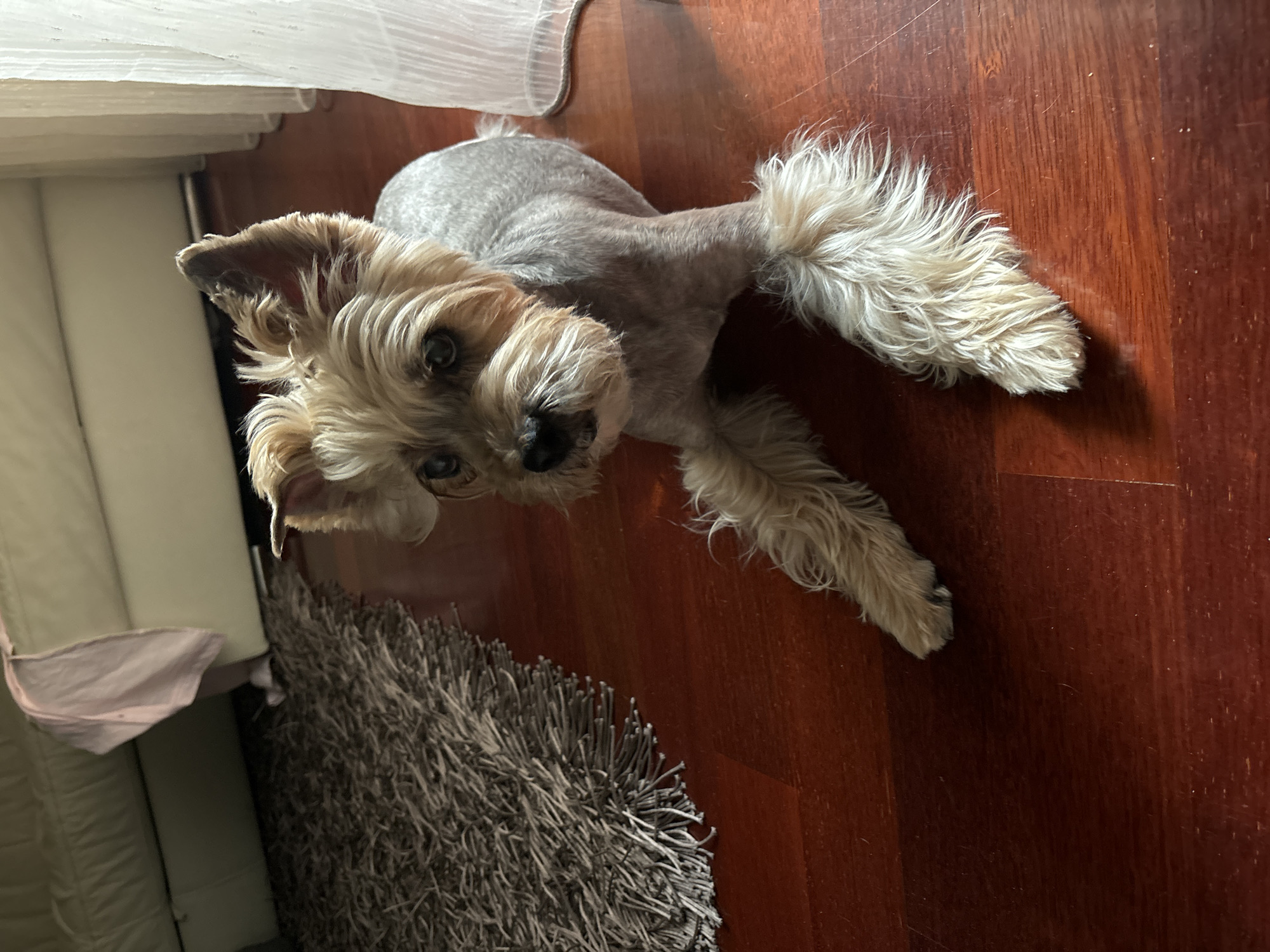 The media file is a top-down, slightly angled shot of a small dog with light brown and gray fur, lying on a polished wooden floor. The dog appears to be a Yorkshire Terrier or a similar breed. Its body is mostly shaved, with longer fur on its head, ears, tail, and paws. The dog is looking up towards the camera with alert, dark eyes. Its ears are perked, and its tail is held high and bushy.
In the background, to the left, part of a cream-colored sofa or bed can be seen, along with a light gray, shaggy rug. A sheer white curtain hangs in the upper left corner of the image, suggesting an indoor setting near a window. The wooden floor is a warm, reddish-brown color and shows some reflections, indicating it is well-maintained.
The lighting suggests it is daytime, possibly indoors with natural light filtering in. There is no text visible in the image. The dog's expression is curious and attentive. The scene is domestic and casual, with the dog as the clear focal point. The location context provided is Budva, Montenegro, but there are no specific visual cues within the image to confirm this.