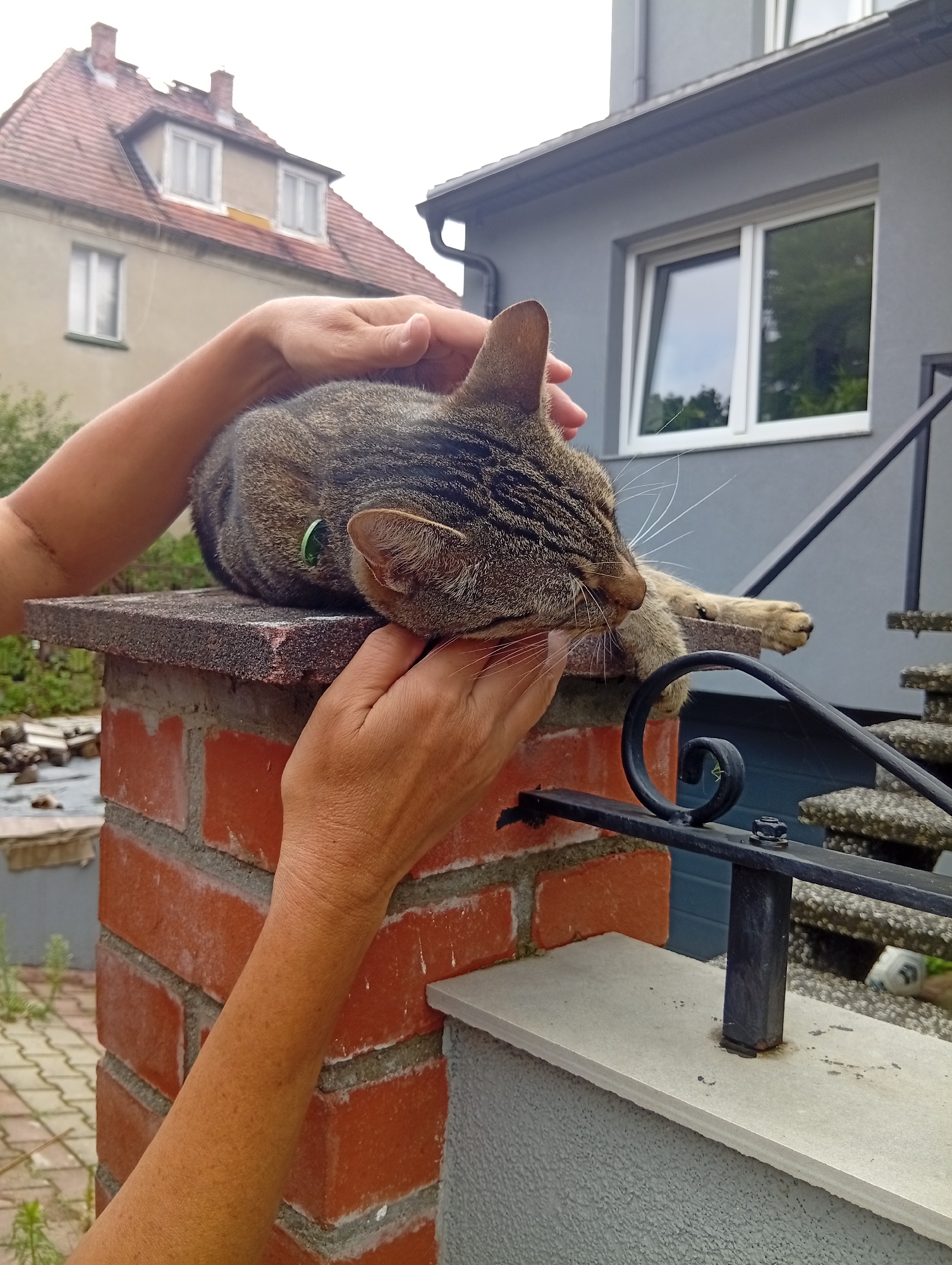 A tabby cat is resting on a brick pillar, with its head supported by a person's hands. The cat has a green collar. The background shows a gray house with a window, and a building with a red tiled roof and dormer windows. The scene is outdoors. This image was taken in Wrocław, Poland.