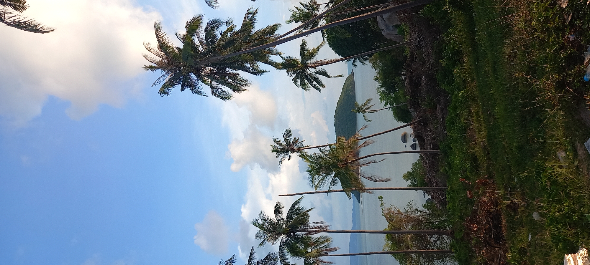 The image depicts a view in Baan Wok Tum, Thailand, showcasing a tropical scene. Tall coconut trees dominate the foreground, framing a body of water (likely the sea) with a forested island in the distance. The sky is blue with scattered clouds. The vegetation along the ground suggests a shoreline or grassy area. There are no visible people. The overall scene is a serene coastal landscape.
