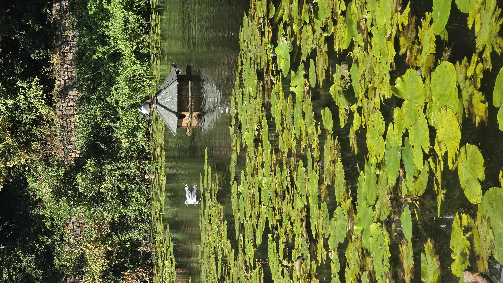 A body of water, likely a pond or lake, is covered with numerous green lily pads. In the center of the pond, a wooden birdhouse with a dark, sloped roof floats on the surface. Two seagulls are present: one is swimming in the water to the left of the birdhouse, and the other is perched on the roof of the birdhouse. The background consists of lush green foliage and a stone wall, suggesting an outdoor, possibly park-like setting in St Leonards, United Kingdom. The lighting indicates it is daytime, with sunlight illuminating the scene.