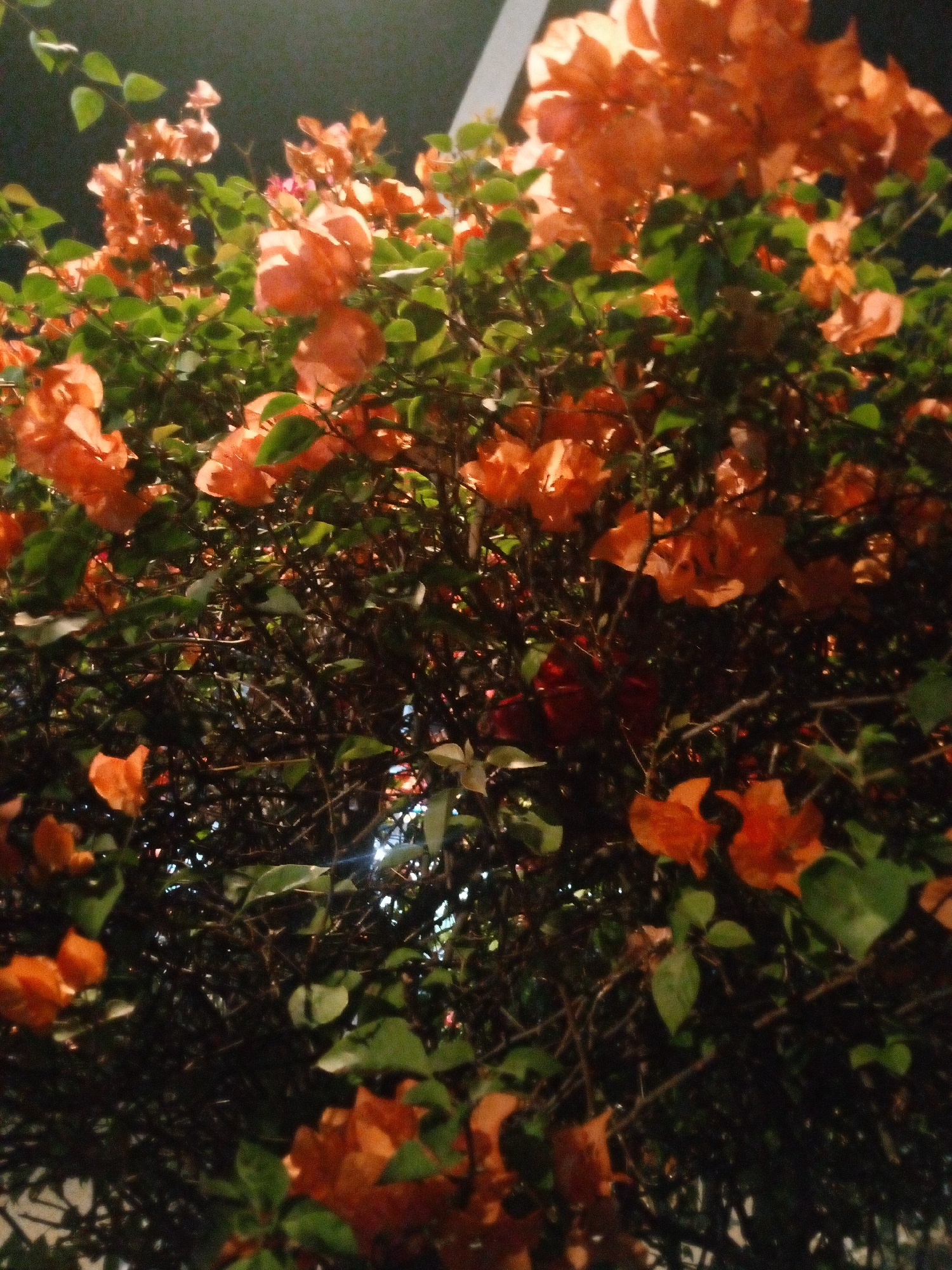 The image shows a close-up of a bougainvillea bush with vibrant orange-pink flowers and green leaves. The bush is dense with many branches and is illuminated by artificial light, creating a dramatic effect. The background is dark and out of focus, suggesting it is nighttime. The location is specified as Bitung Jaya, Indonesia, although there are no specific landmarks or details in the image that confirm this location. No people are visible in the image.