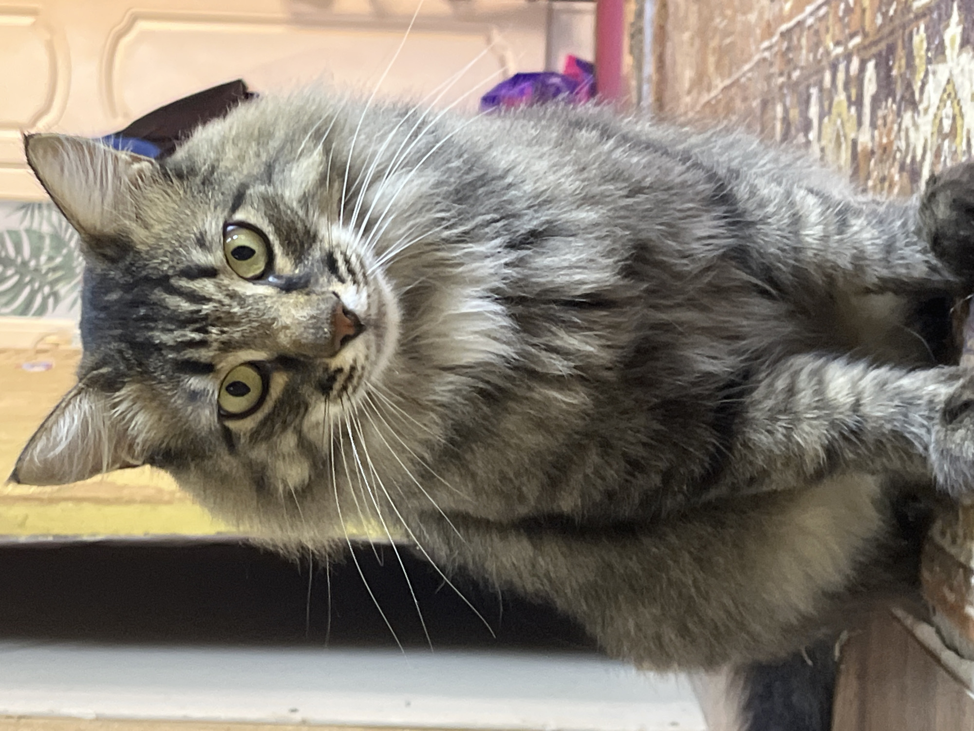 An indoor, eye-level, medium shot captures a medium-haired, grey tabby cat sitting upright on a patterned rug. The cat faces forward, its body slightly angled, with its front paws visible. Its eyes are a vibrant yellow-green, and its long, white whiskers extend outwards. The background is softly blurred, showing a doorway with yellow and white trim on the left and a light-colored wall with a decorative plant and a door on the right. The lighting is soft and natural. The image does not depict the city of Krasnyye Barrikady, Russia, or any identifiable landmarks.