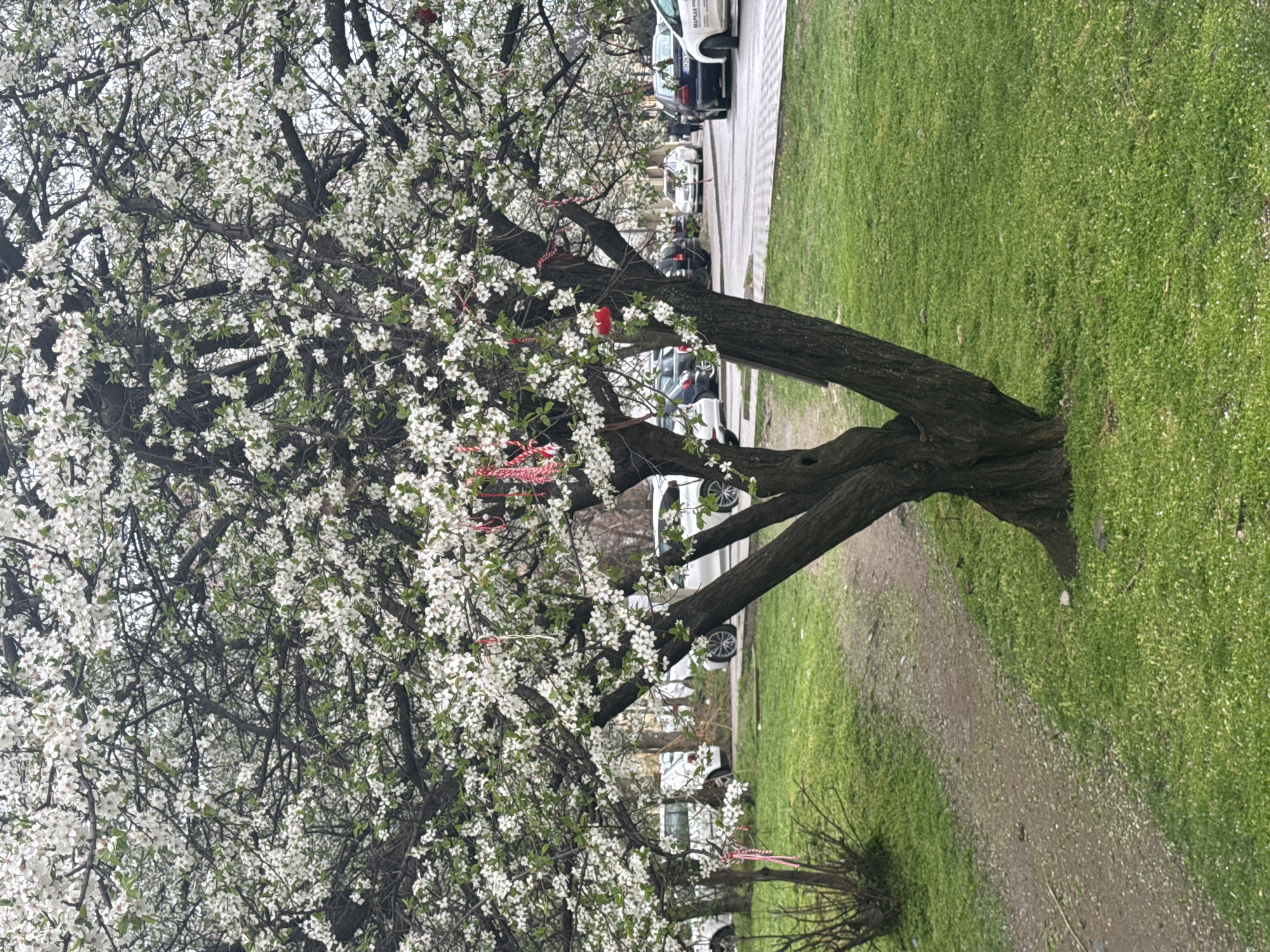 The image depicts a blossoming tree in Sofia, Bulgaria, likely in a park or along a street with a grassy area. The tree is densely covered with small white flowers. Red and white woven bracelets, known as "Martenița", are tied to the tree's branches. Behind the tree, there is a street with parked cars. The ground is covered in green grass. A dirt path runs alongside the grass. The scene suggests it is springtime.