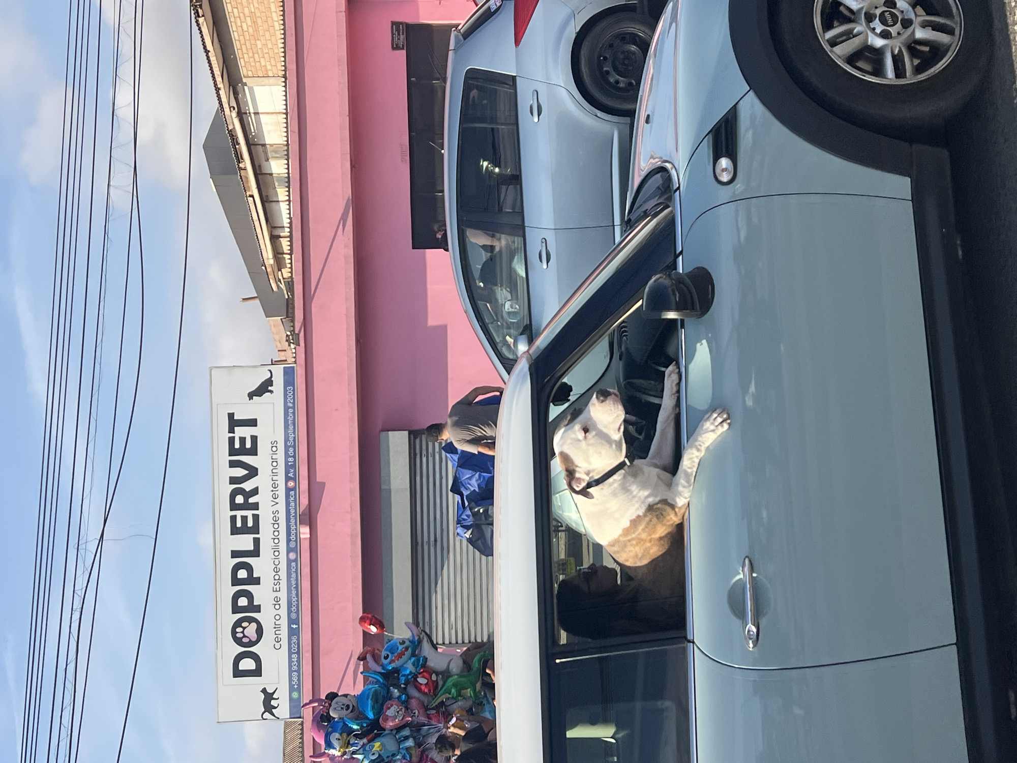 A light blue Mini Cooper is parked on a street in Arica, Chile, with a brown and white pit bull leaning out the driver's side window. The dog has its head and front paws resting on the car door. A woman wearing glasses is visible in the passenger seat, and her arm is resting on the car door. In the background, a pink building with a white sign that reads "DOPPLER Vet Centro de Especialidades Veterinarias" is visible. The sign also includes a phone number and social media handles. A silver hatchback car is parked behind the Mini Cooper. A cluster of cartoon-themed balloons is in front of the pink building. Several power lines are strung across the sky. The street appears to be paved, and the overall scene suggests a sunny day.