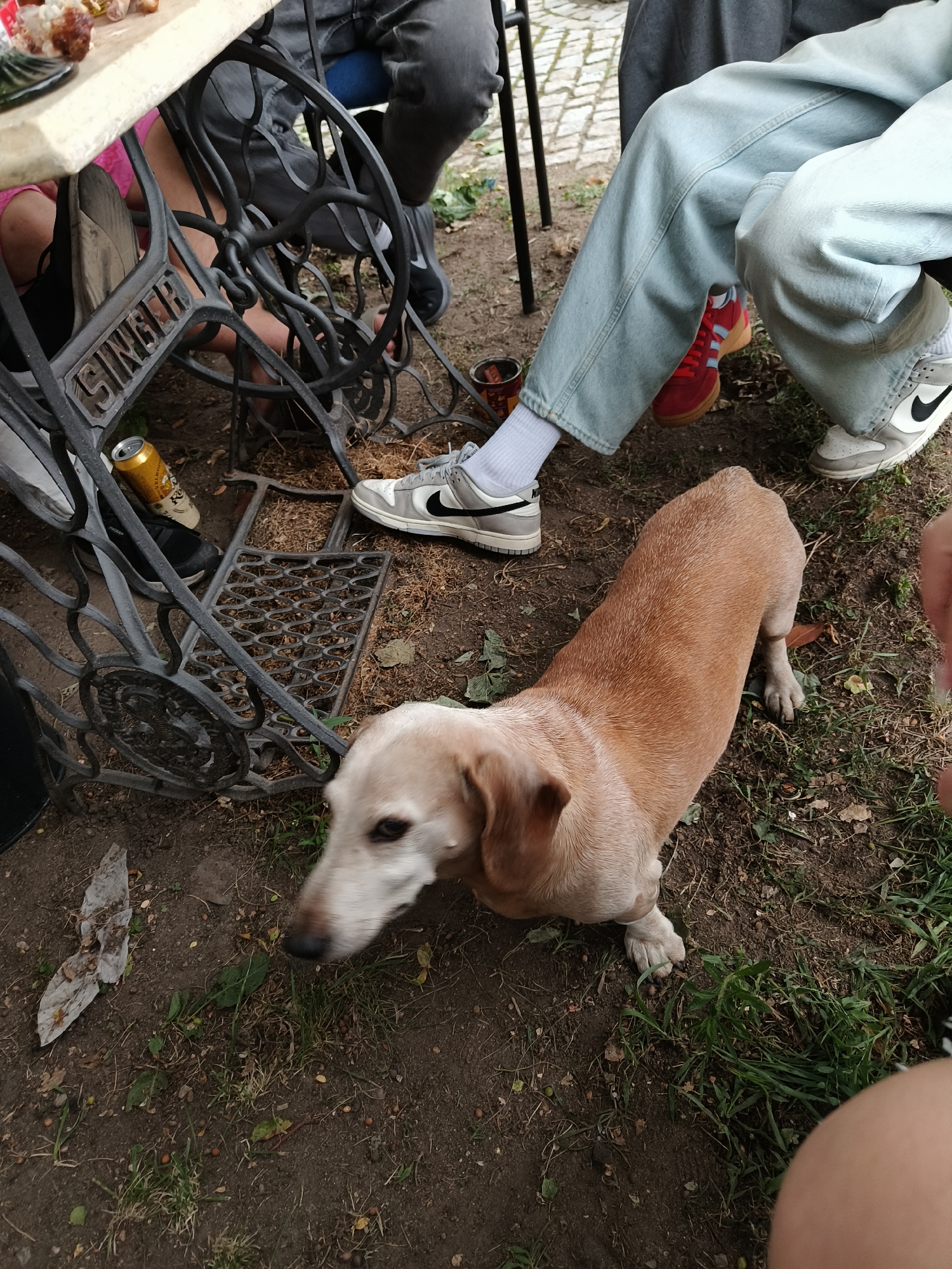 In an outdoor urban setting, possibly a garden or patio area, a light brown dachshund dog is the central subject, viewed from an overhead perspective. The dog's head is turned to its left, with its body extending towards the right of the frame. The ground beneath the dog is a mixture of soil, dry leaves, and sparse green grass. To the left of the dog, the ornate cast-iron base and wheel of an antique Singer sewing machine are visible. A single, empty gold beer can rests near the sewing machine. Two individuals are present in the background, their legs and feet visible. One person wears light blue baggy jeans and red sneakers, while the other wears grey jeans and grey and white Nike sneakers. Both individuals are seated, their legs positioned near the sewing machine. The overall scene suggests a casual outdoor gathering. There are no visual cues to definitively place the image in Prague, Czechia.