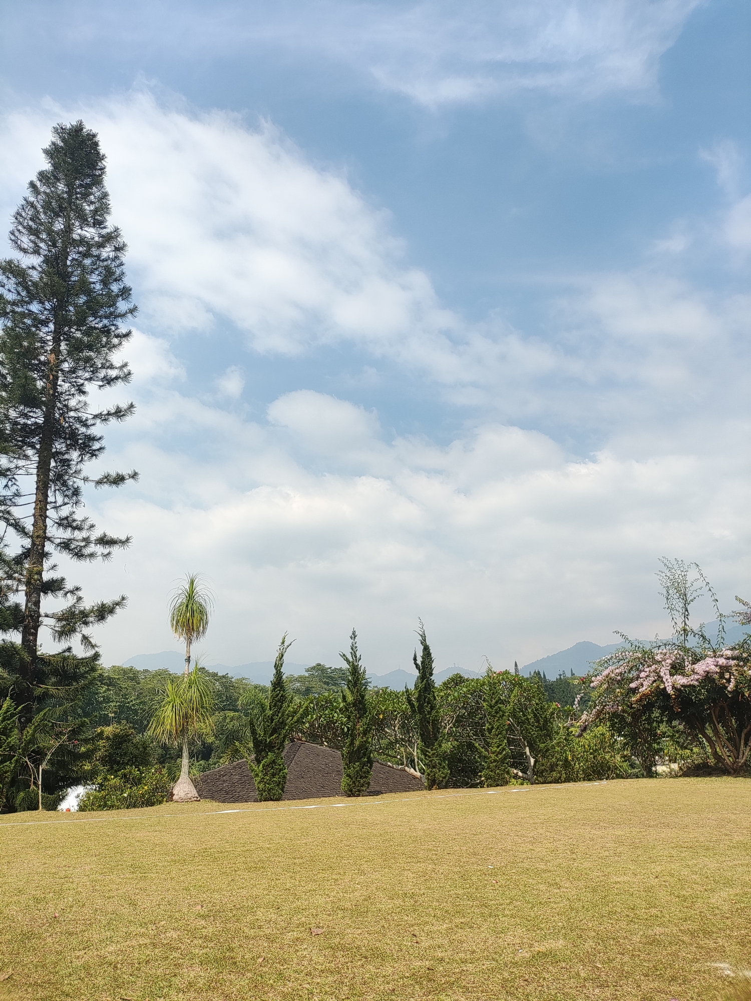 The image depicts a serene outdoor scene in Cisarua, Indonesia, characterized by lush greenery and a clear sky. In the foreground, a meticulously manicured lawn stretches out, its grass a warm, golden-brown hue. Beyond the lawn, a vibrant landscape unfolds with various trees and vegetation. A tall, slender pine tree dominates the left side of the frame, its dark green needles contrasting with the lighter shades of the surrounding flora.
Further into the scene, a cluster of pyramid-shaped trees stands tall, interspersed with other deciduous trees. A unique palm tree with a feathery crown adds a tropical touch to the environment. In the middle ground, two dark-tiled roofs are partially visible, suggesting the presence of buildings or structures nestled within the greenery. The background reveals a range of hills and mountains, their forms softened by the distance and hazy atmosphere. A flowering tree, adorned with delicate pink blossoms, adds a splash of color to the right side of the composition, its branches reaching towards the sky. The sky itself is a brilliant blue, punctuated by scattered white clouds, creating a sense of depth and expansiveness. The overall impression is one of tranquility and natural beauty, indicative of a well-maintained outdoor space in a scenic location.