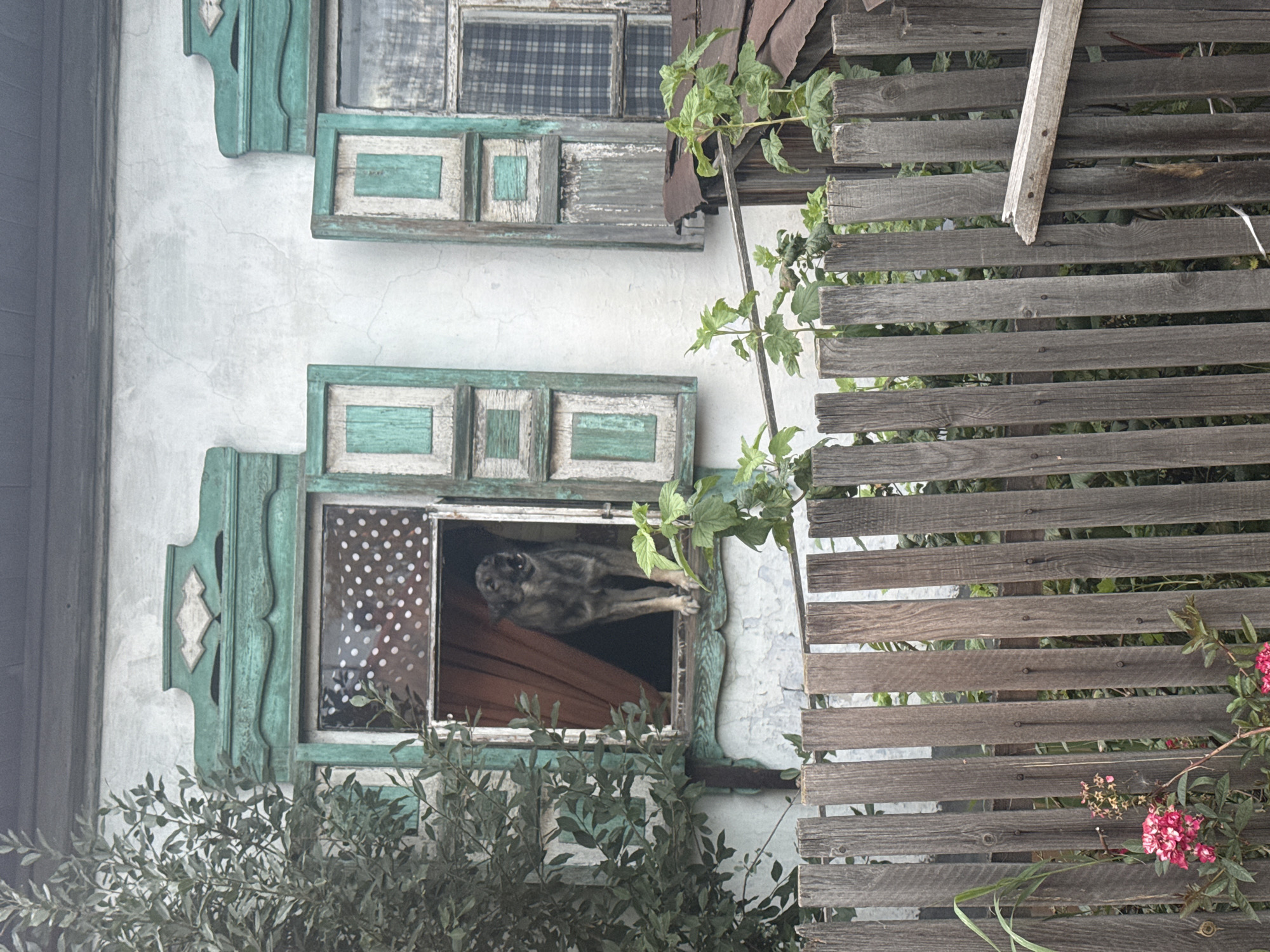 The image captures a rustic scene in Novosibirsk, Russia, focusing on the exterior of an old, weathered house. A wooden fence in the foreground, constructed of vertical planks, shows signs of age and disrepair, with some planks cracked or loose. Behind the fence, the wall of the house is painted a faded white, exhibiting visible cracks and wear.
The focal point is a window on the left side of the house, framed by ornate, teal-colored shutters. The window is open, revealing a dog standing on the sill, its mouth open as if barking or panting. The dog appears to be a medium-sized breed with a greyish-brown coat. A burnt orange curtain hangs behind the dog, partially obscuring the interior. The windowpane itself has a pattern of white polka dots. To the right of this window, another window with similar teal shutters is visible. These shutters are partially closed and weathered, with some wooden elements appearing grey and splintered. The glass in this second window has a faint plaid pattern.
Green foliage, including leafy branches, grows around the windows and the fence, suggesting a natural setting. A rusted metal roof is visible on a structure to the right of the second window. The overall impression is one of an older, possibly rural or semi-rural, residential area in Novosibirsk, characterized by aging structures and overgrown vegetation.