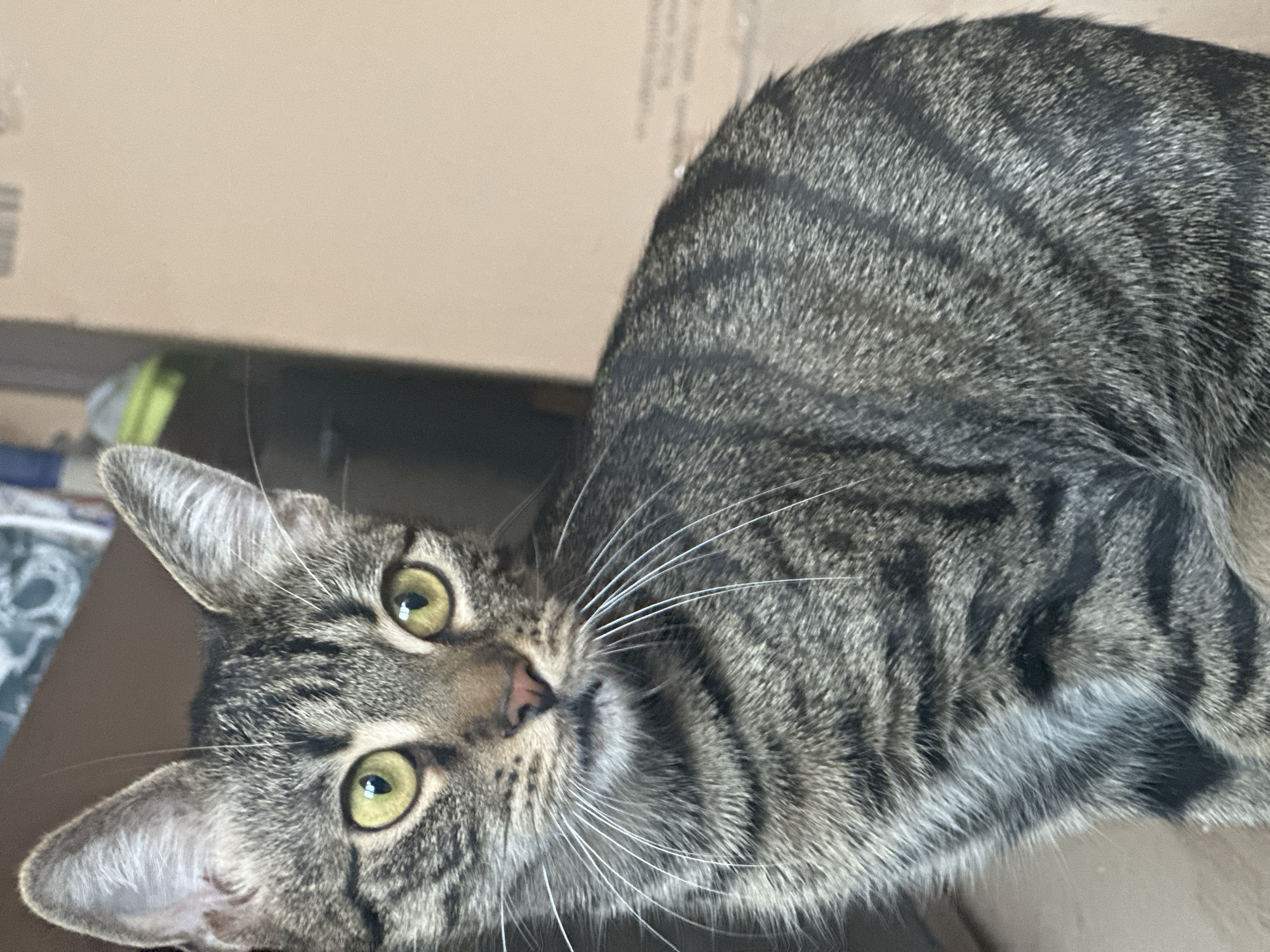 This is a close-up, horizontal, eye-level shot of a domestic short-haired tabby cat with green eyes and a pink nose. The cat is lying down on a dark surface, possibly a couch or floor, and its body extends out of frame to the right. The cat's fur is predominantly gray and black with distinct tabby markings. Its head is tilted slightly to the left, and its gaze is directed towards the camera. Long white whiskers fan out from its muzzle. The background consists of a blurred cardboard box and a hint of a patterned fabric to the left. The lighting is soft and appears to be natural, suggesting it might be daytime indoors. There is no visible text in the image.
